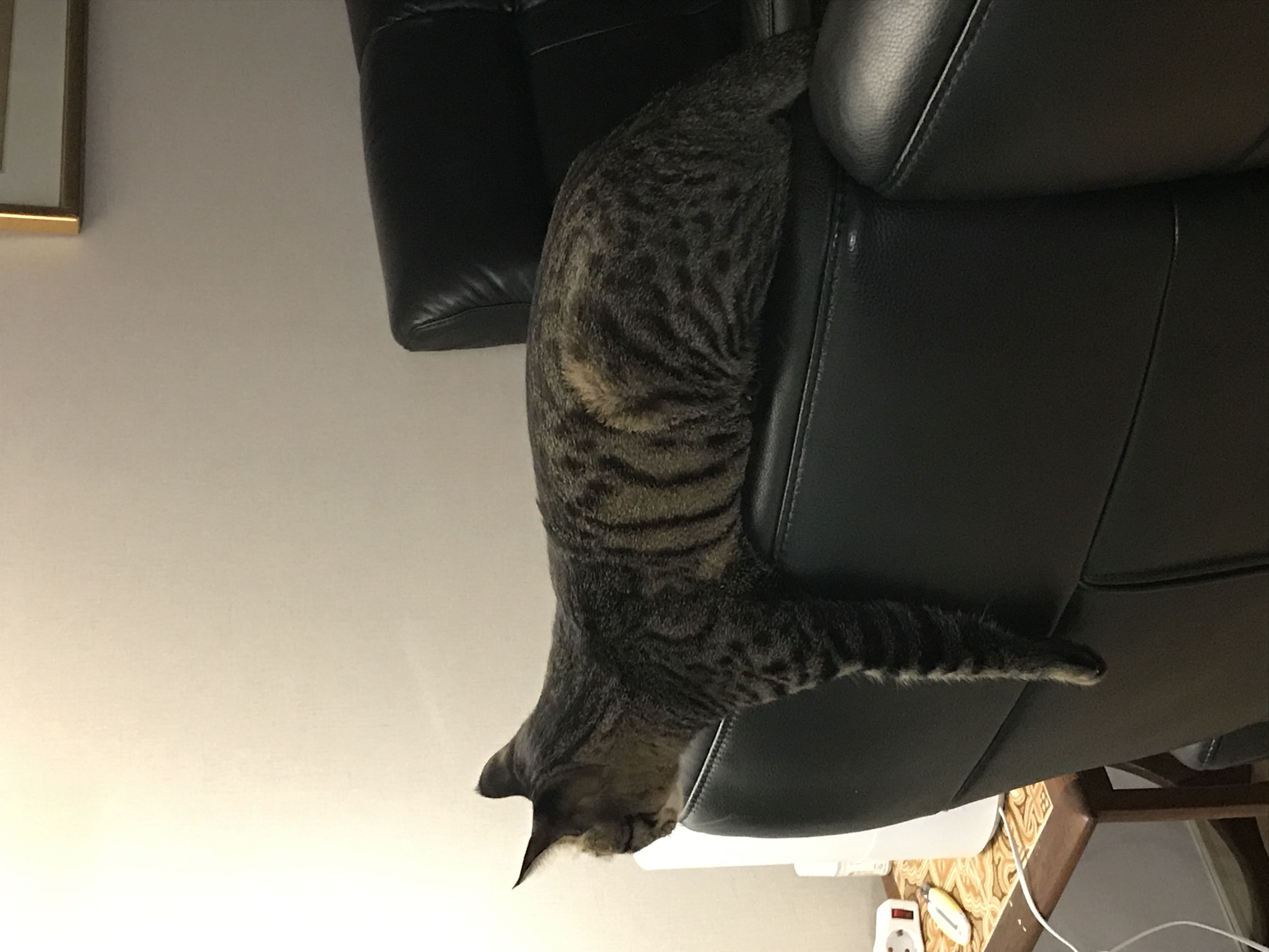 망덕(매콩)이 입양 3개월 후기