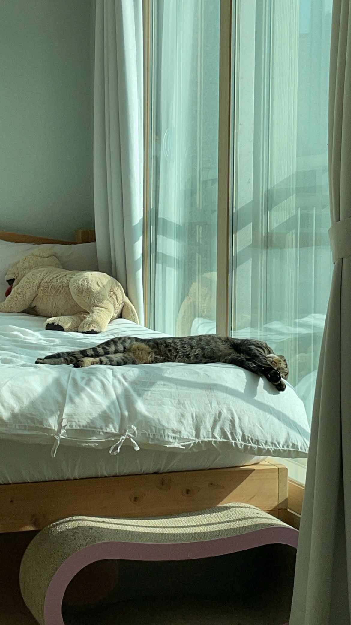 망덕(매콩)이 입양 3개월 후기