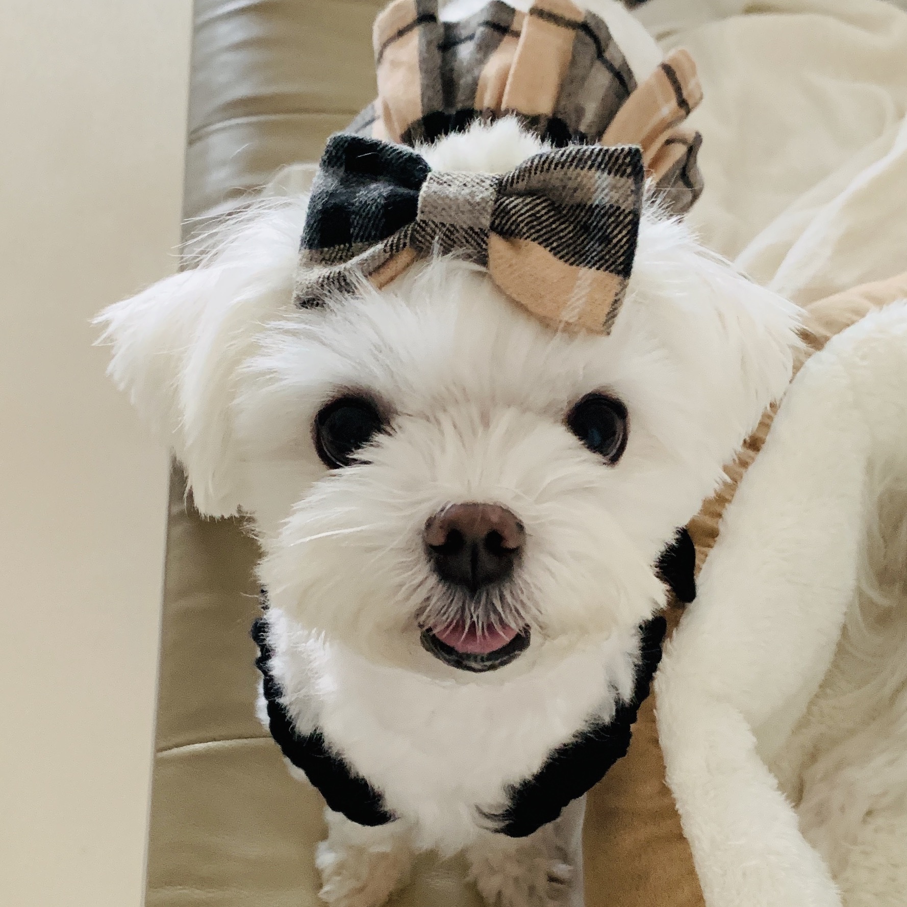 은동이,라떼 3년