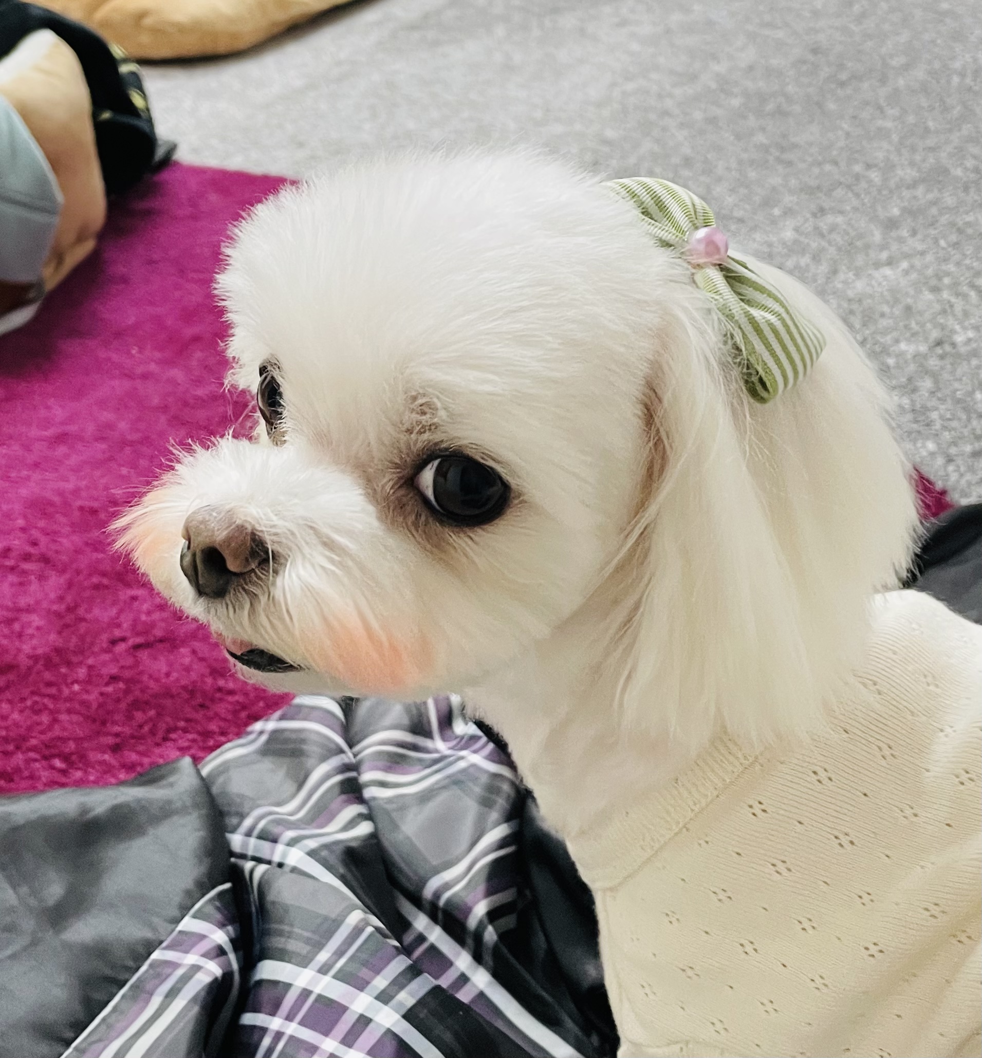 은동이,라떼 3년