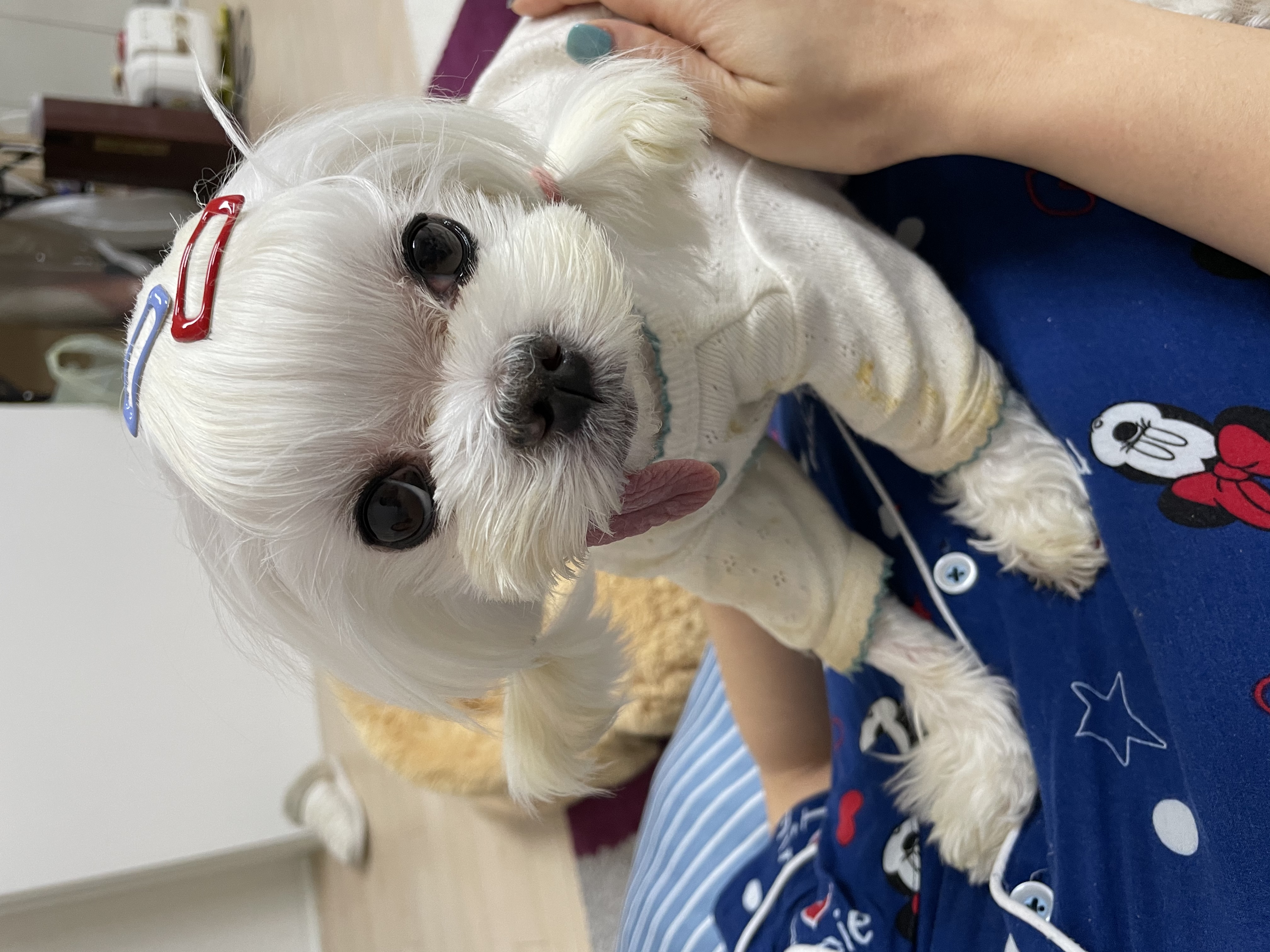 은동이,라떼 3년