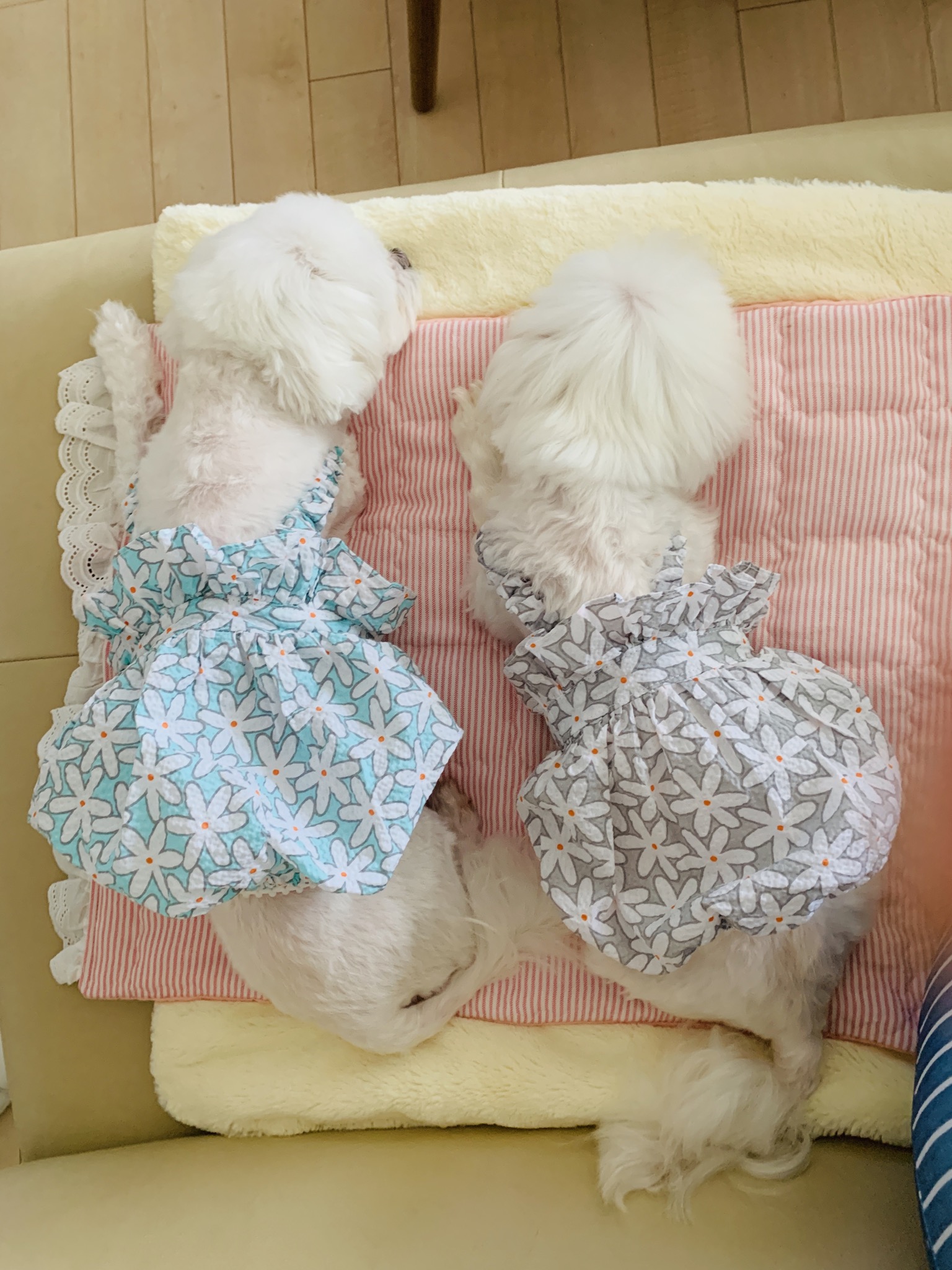 은동이,라떼 3년