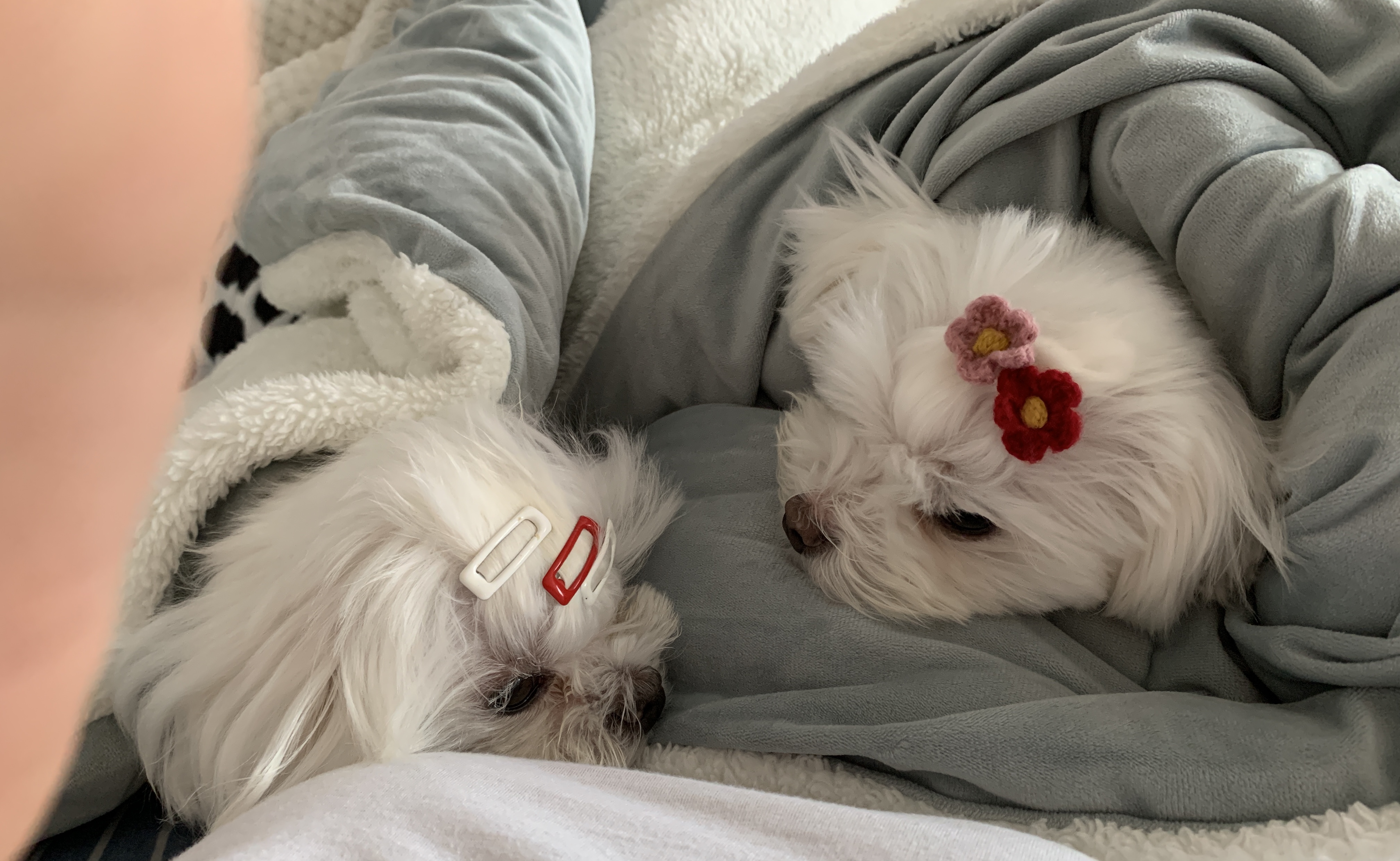 은동이,라떼 3년