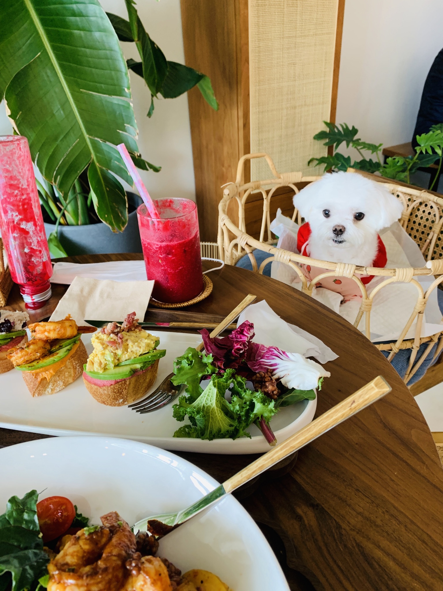 은동이,라떼 3년