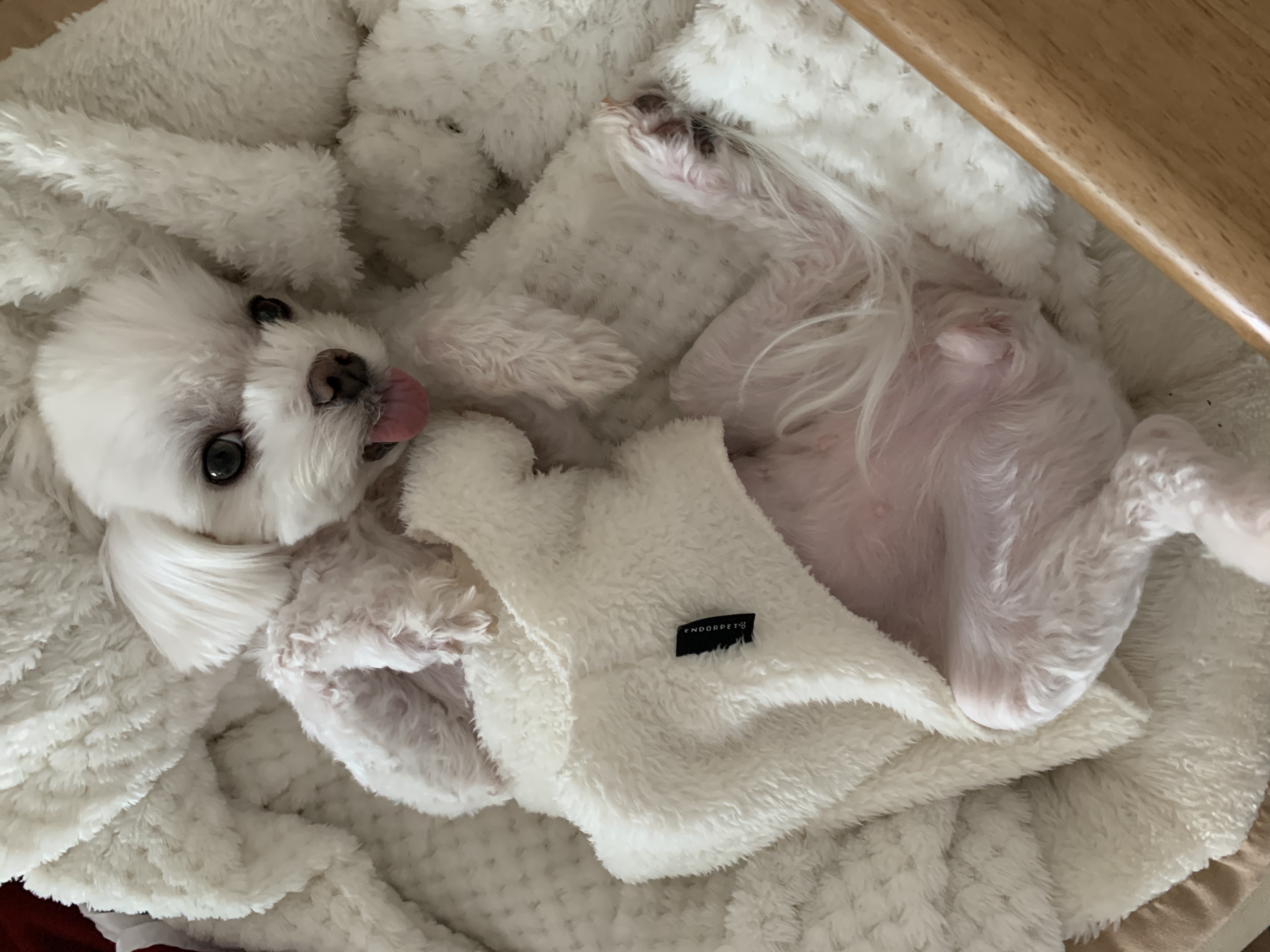 은동이,라떼 3년