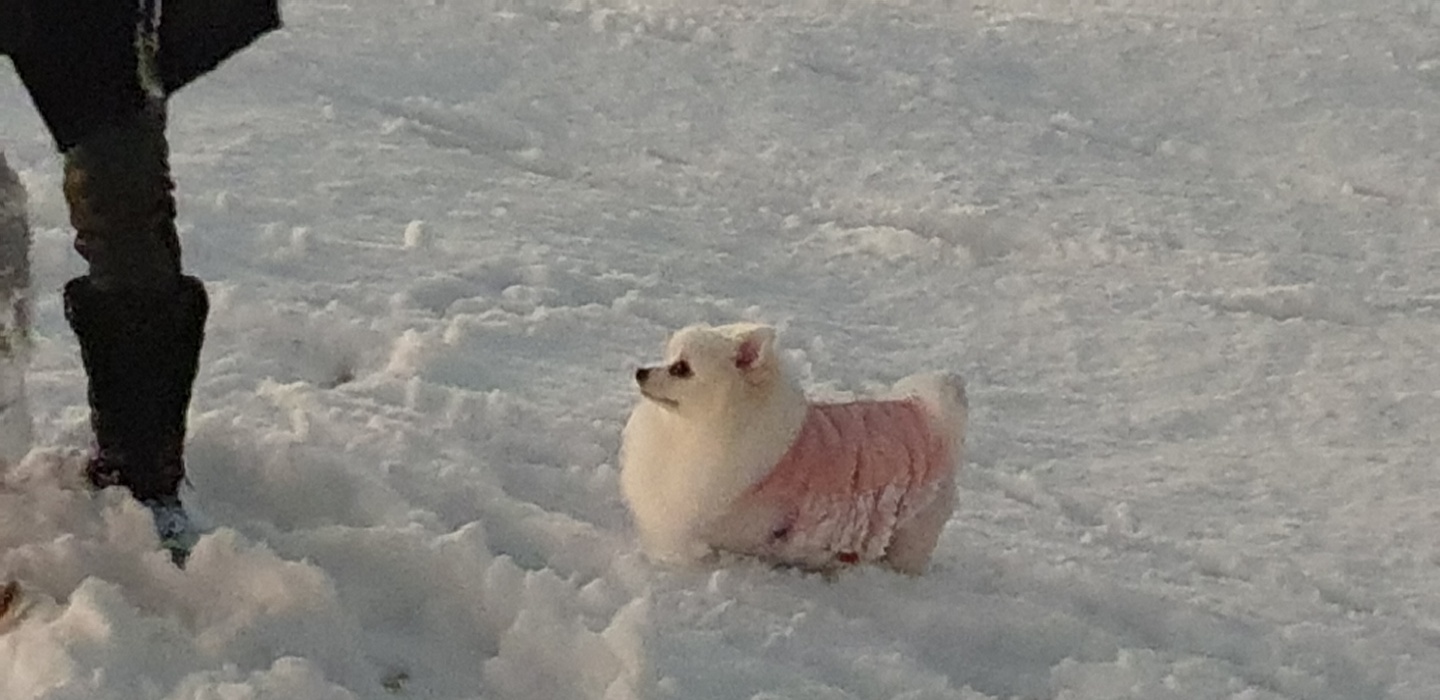 별(꽃별)이  입양1년차  후기입니다