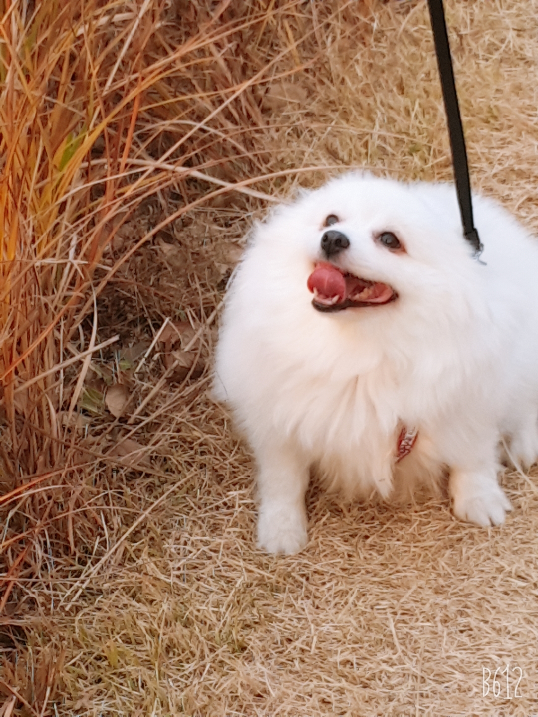 별(꽃별)이  입양1년차  후기입니다