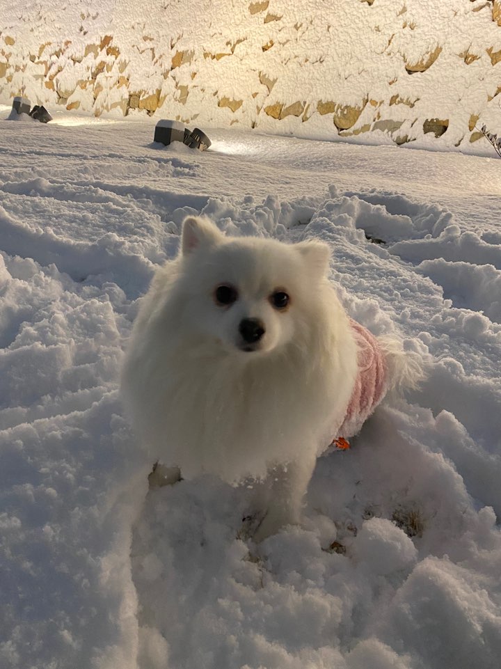 별(꽃별)이  입양1년차  후기입니다