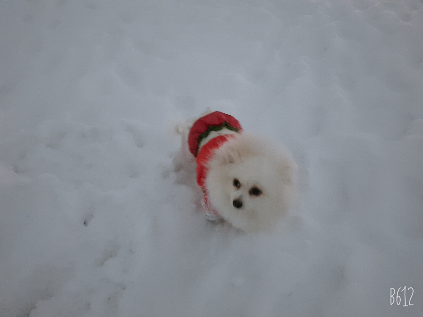 별(꽃별)이  입양1년차  후기입니다