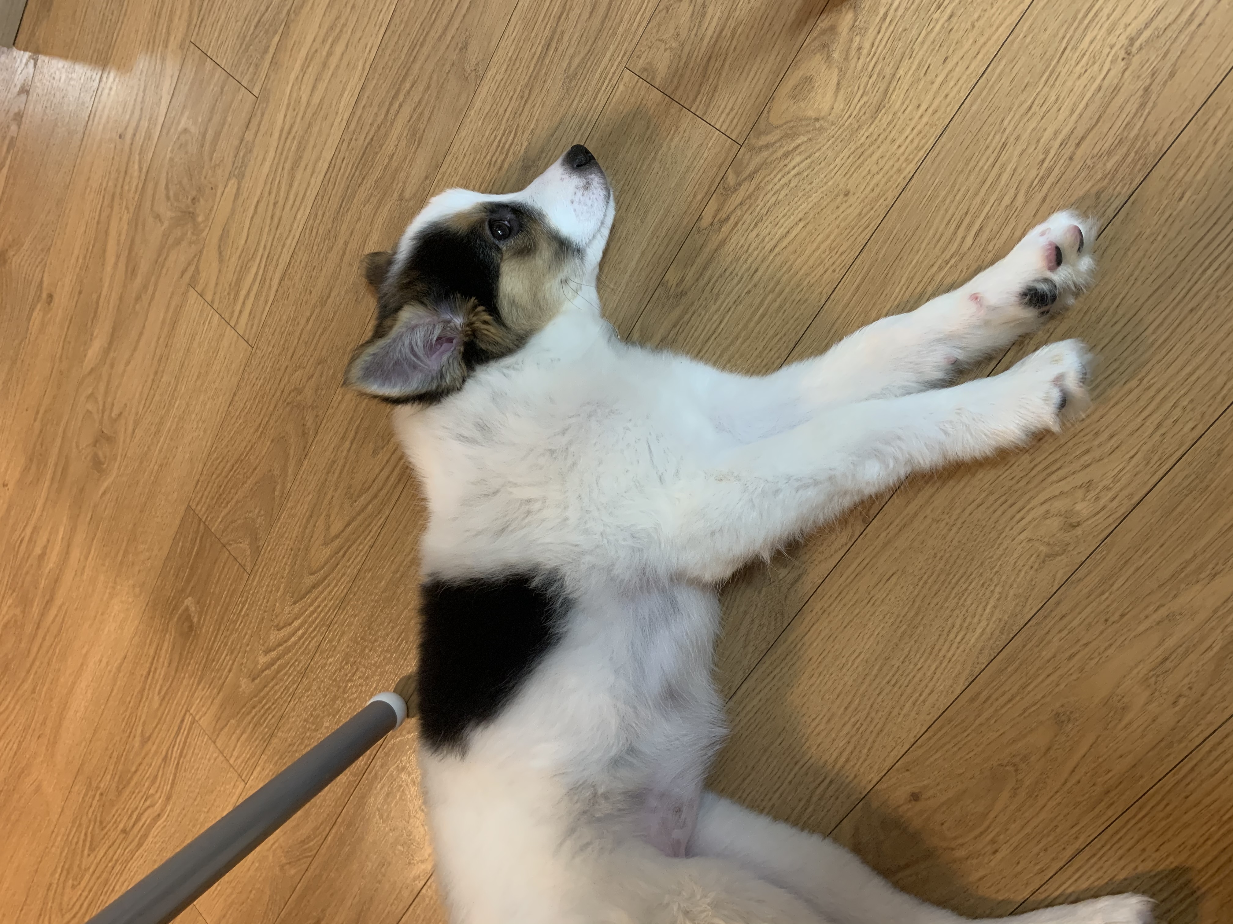 마블이 입양 한 달 이야기