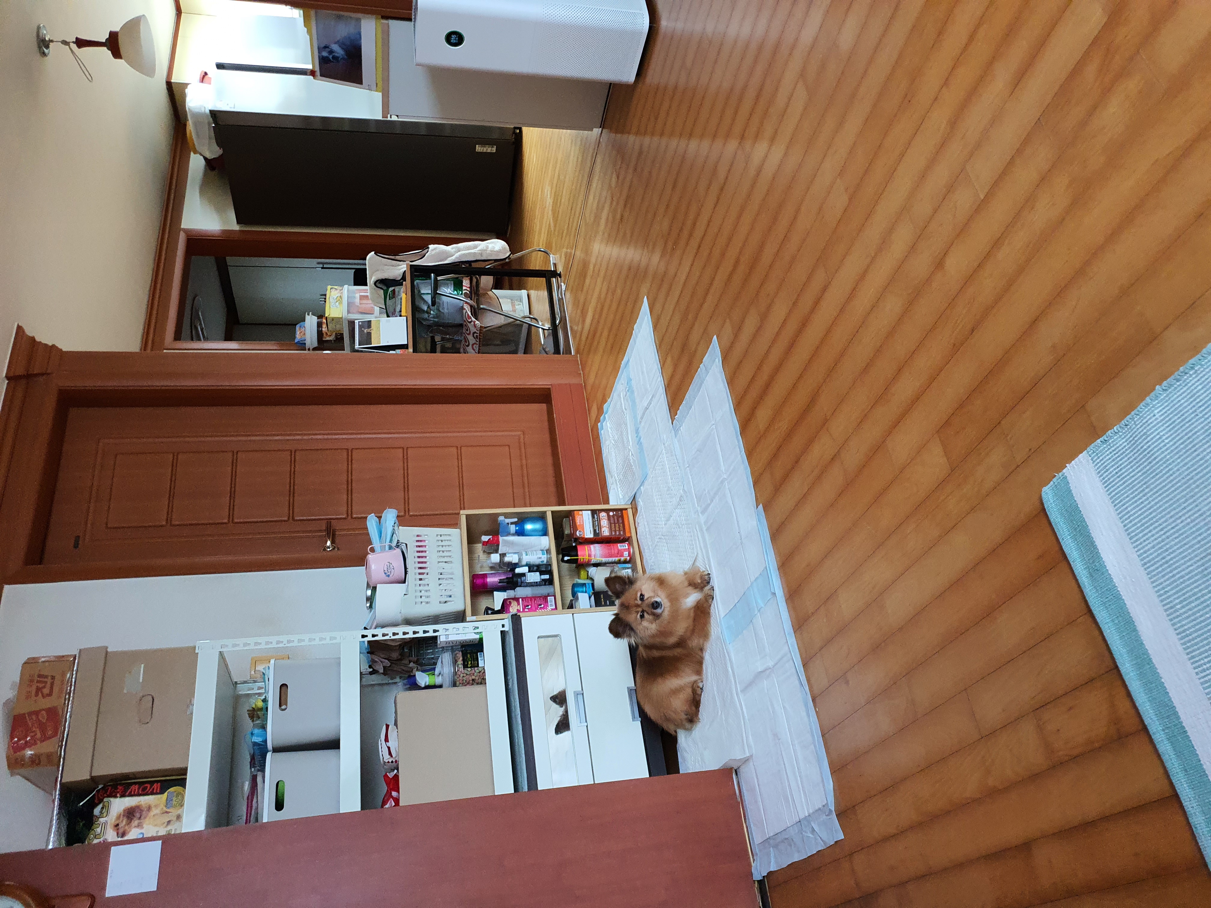 멜론이 입양 7일~~