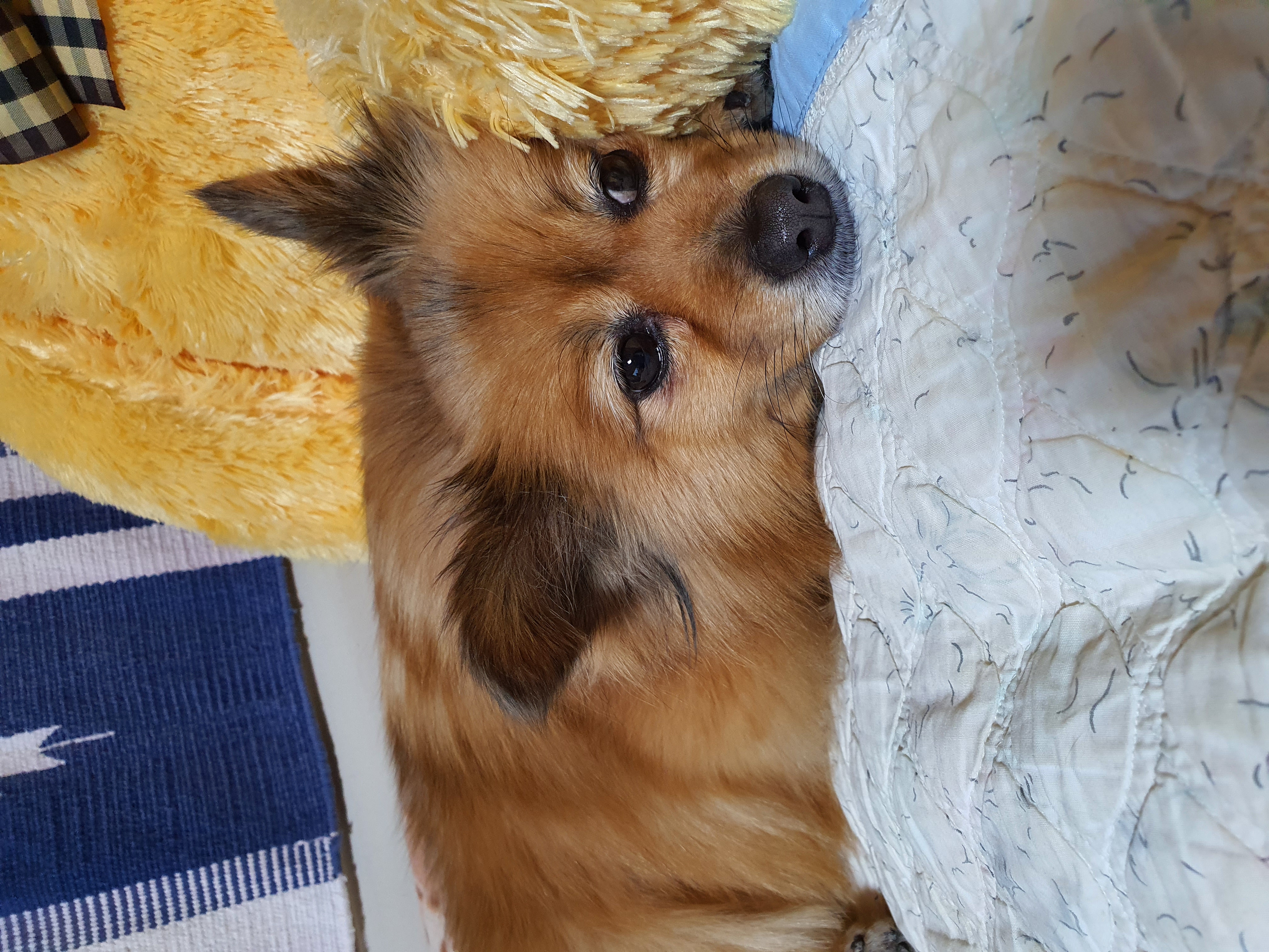 멜론이 입양 7일~~