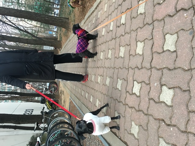 [곤지암번식장 구조견 임시보호중] 릴리(곤지암-12) 첫 산책 성공!