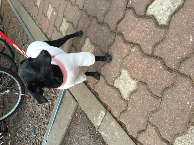 [곤지암번식장 구조견 임시보호중] 릴리(곤지암-12) 첫 산책 성공!