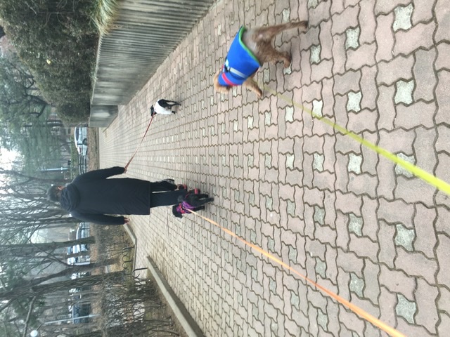 [곤지암번식장 구조견 임시보호중] 릴리(곤지암-12) 첫 산책 성공!