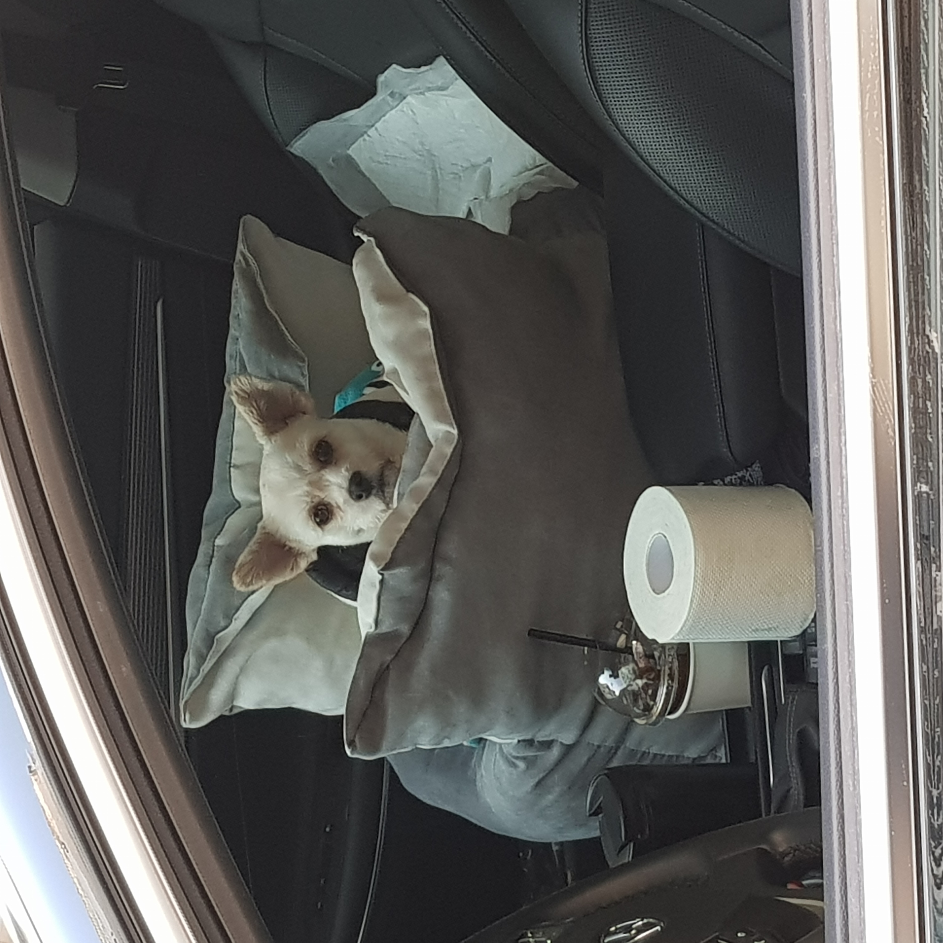 소룡(금돌이)이가 온지 한달 됬어요^^