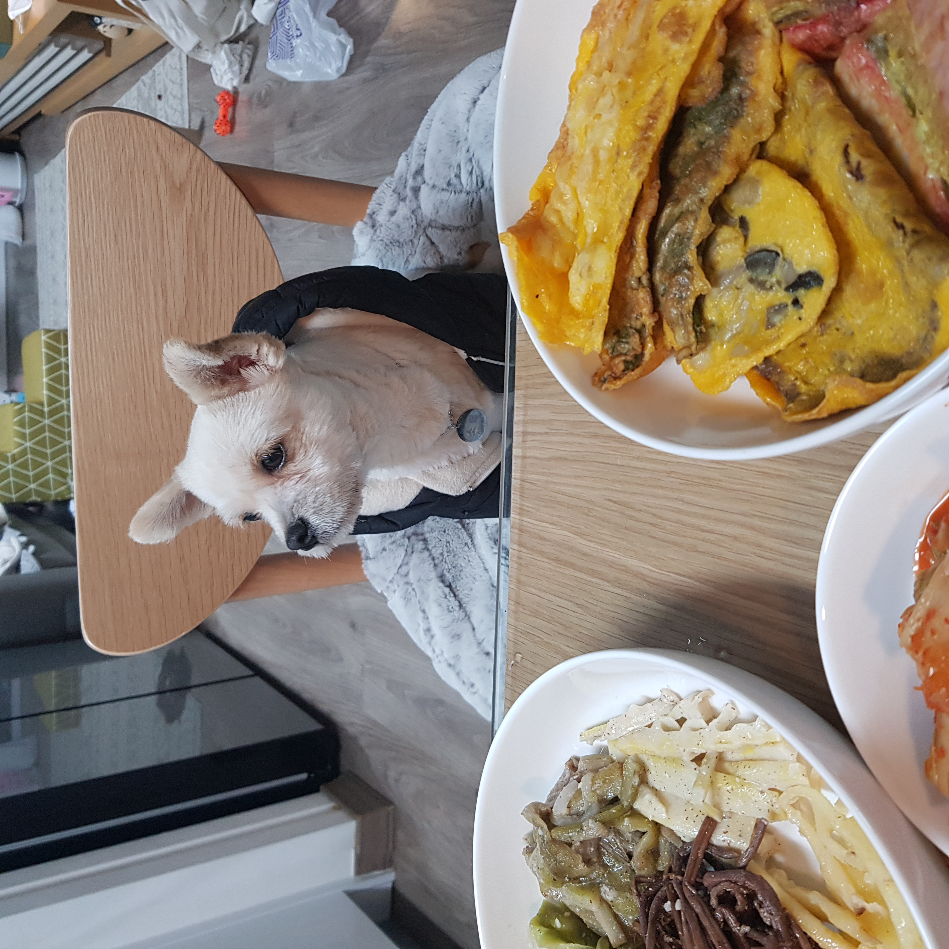 소룡(금돌이)이가 온지 한달 됬어요^^