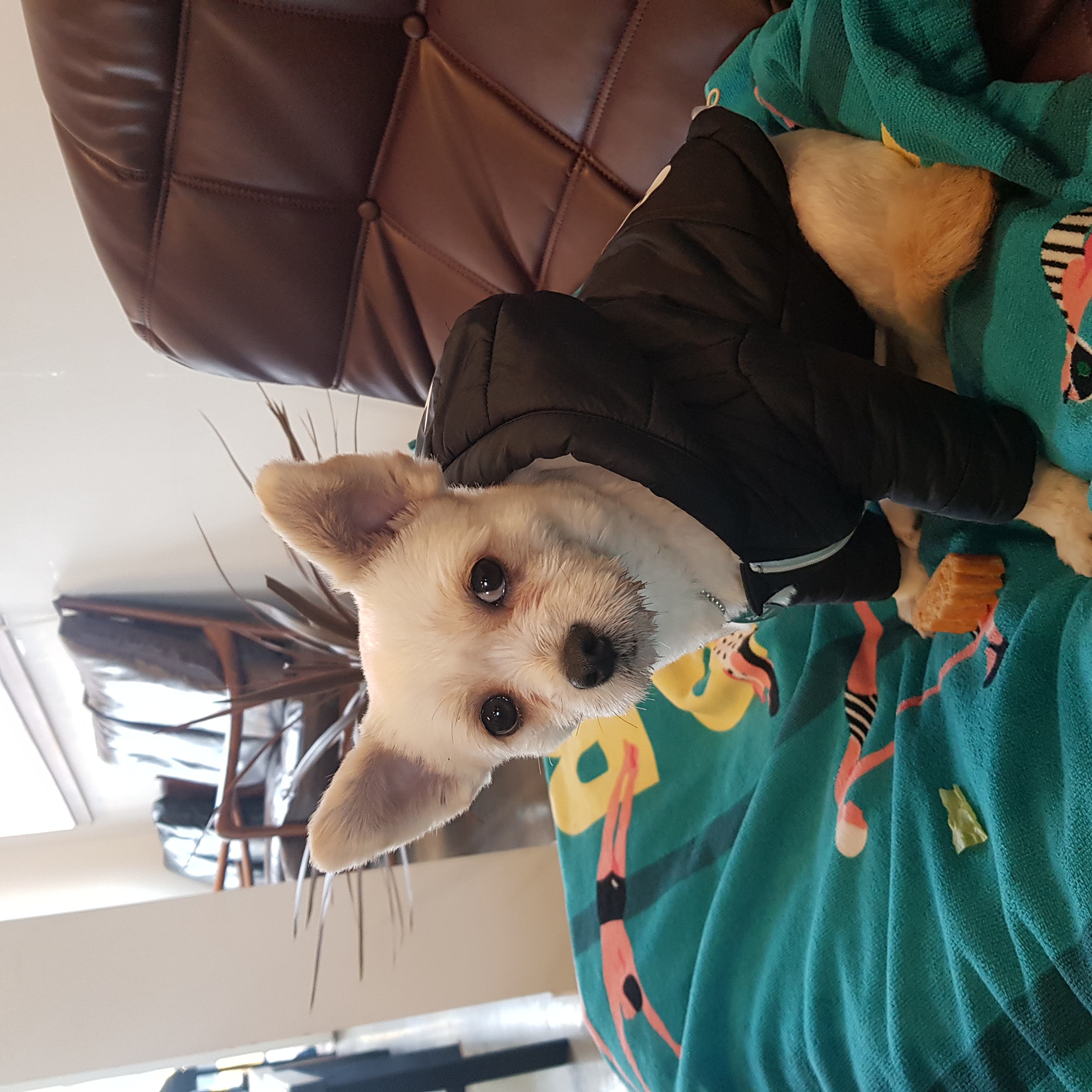 소룡(금돌이)이가 온지 한달 됬어요^^