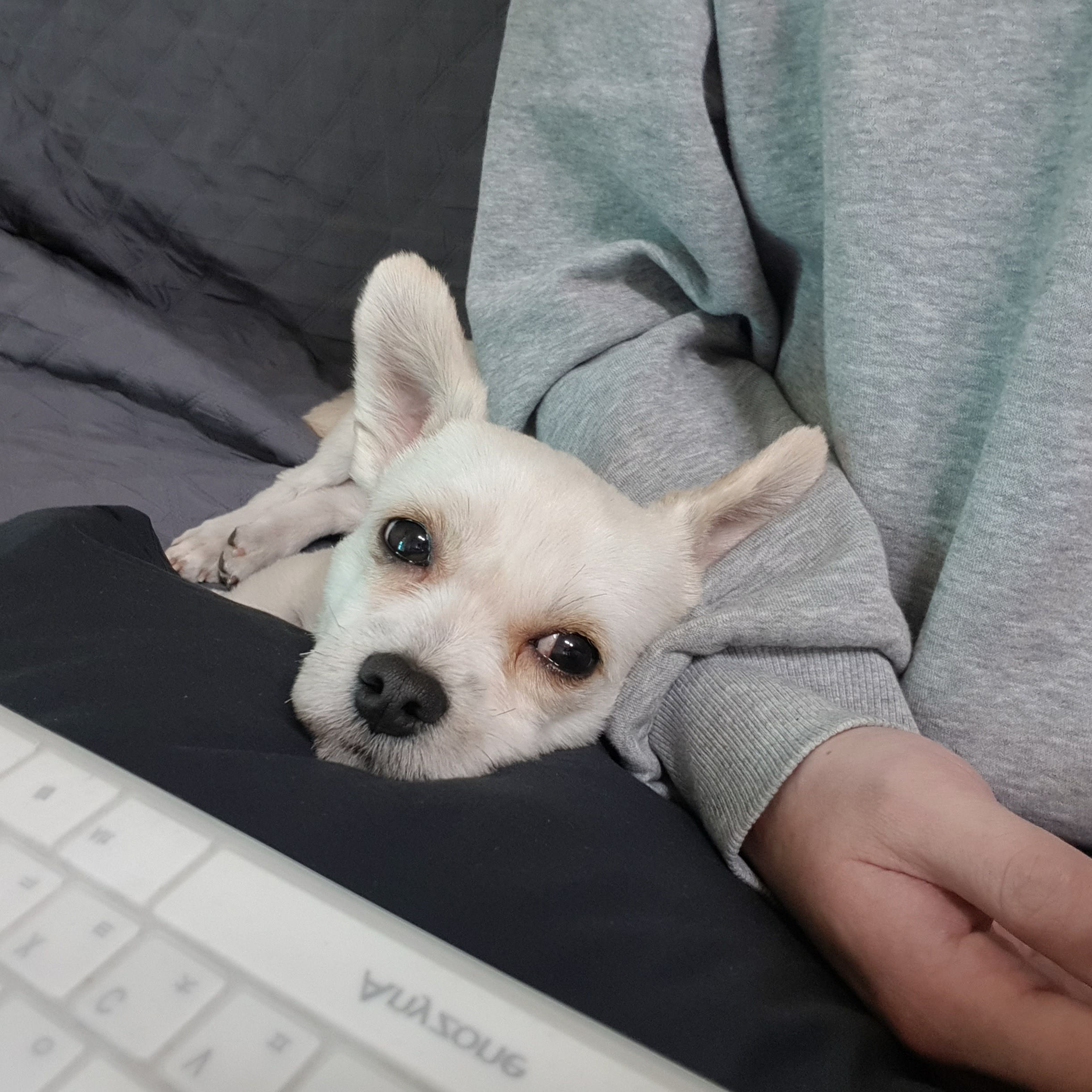 소룡(금돌이)이가 온지 한달 됬어요^^