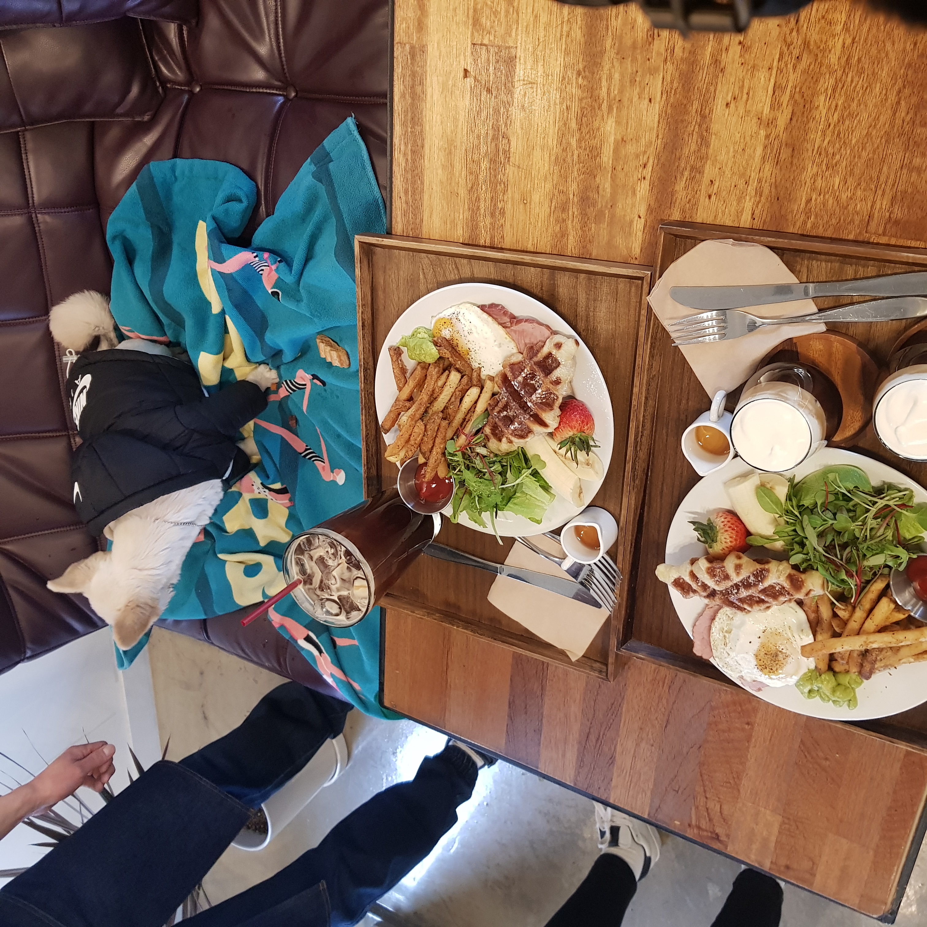 소룡(금돌이)이가 온지 한달 됬어요^^