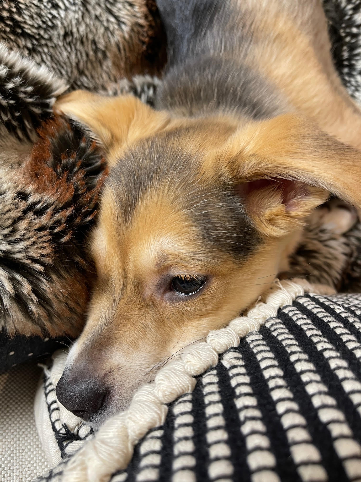 마초 입양 일주일 후기