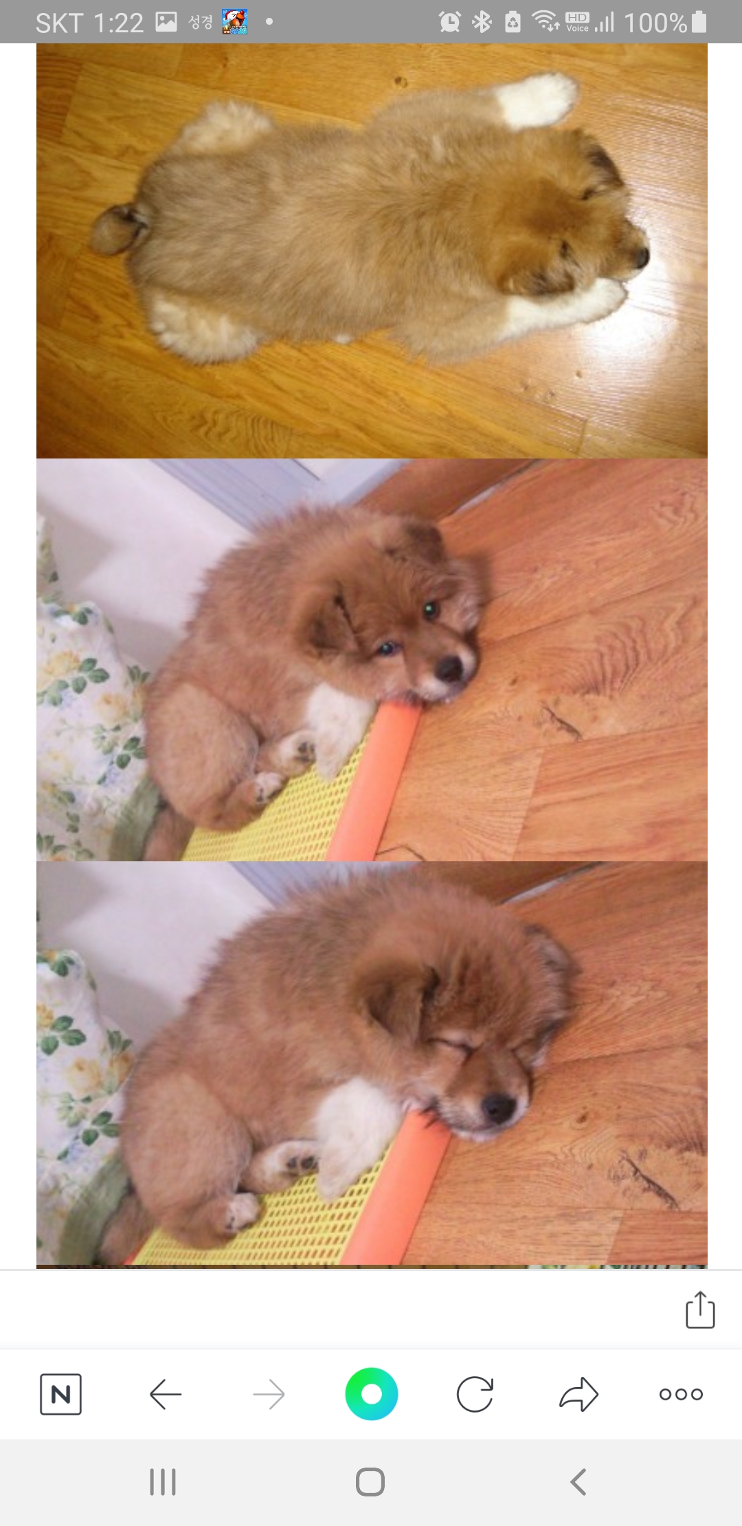 누렁이 입양 후 10년...