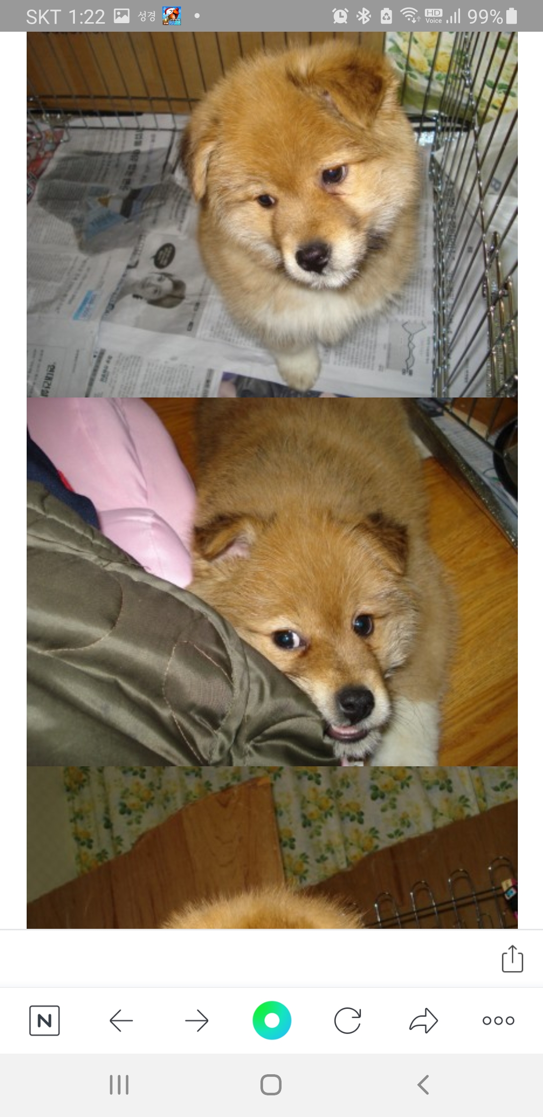 누렁이 입양 후 10년...