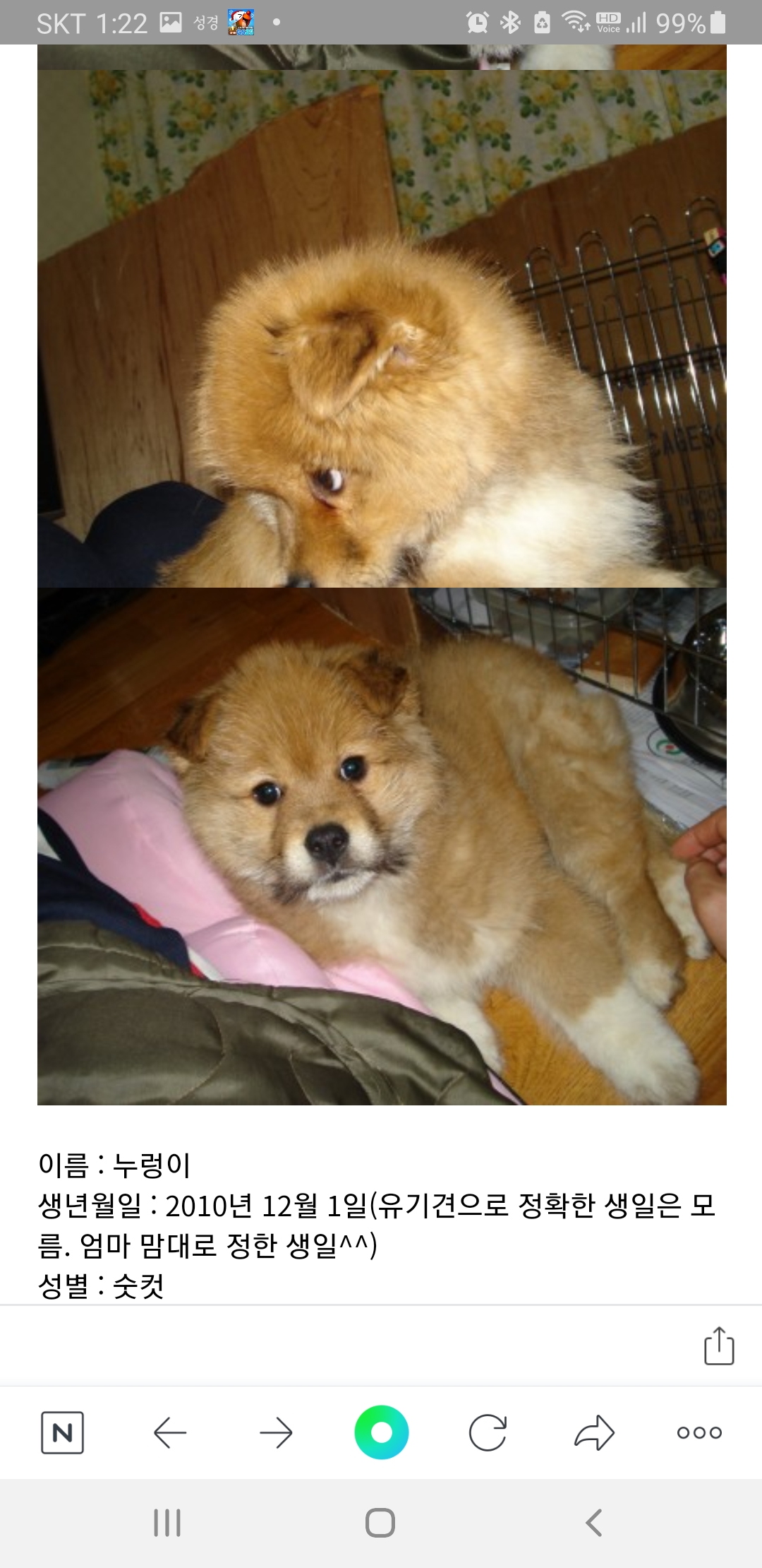 누렁이 입양 후 10년...