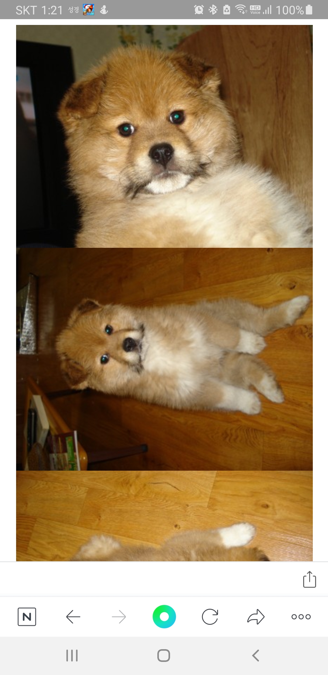 누렁이 입양 후 10년...