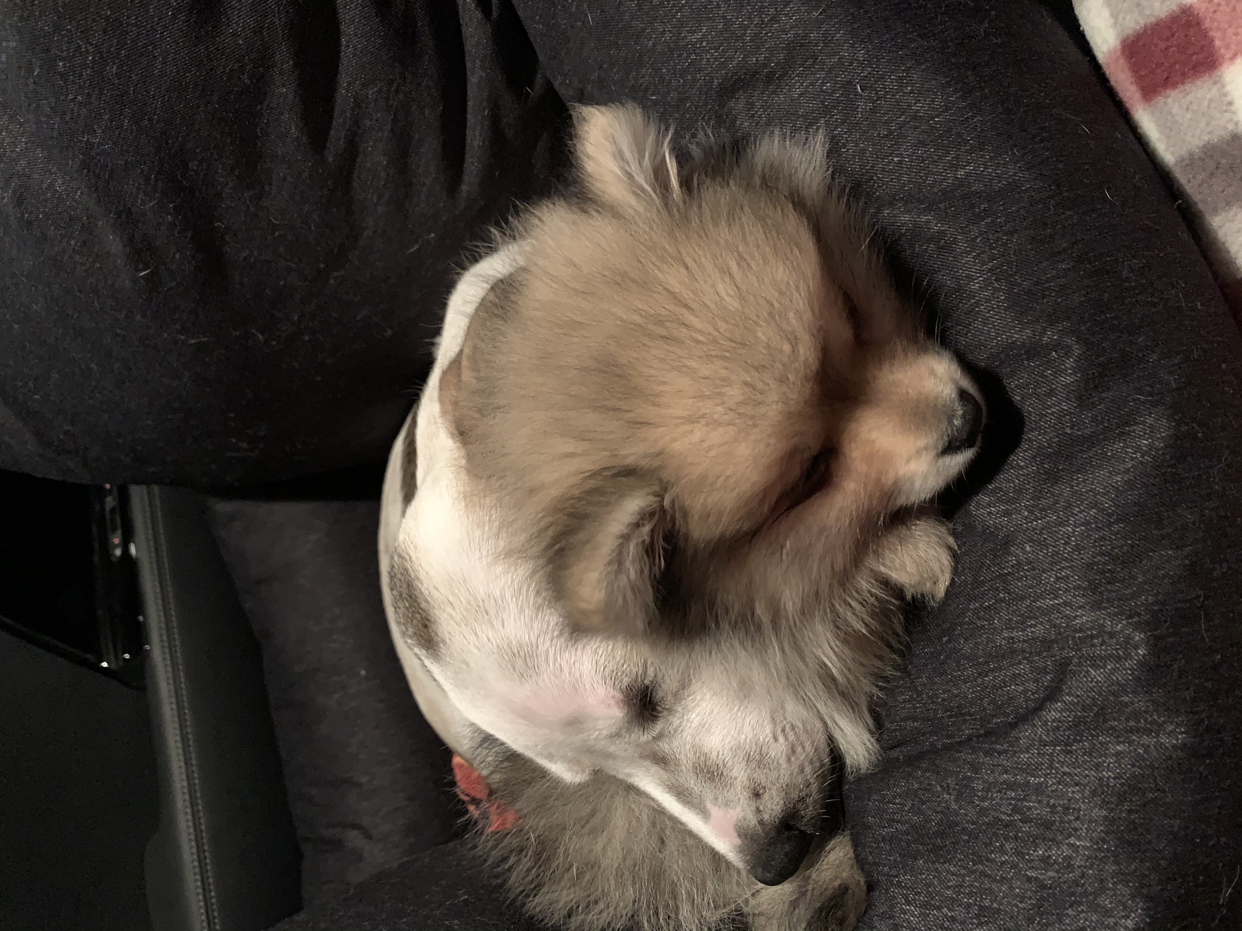 그삼이 (근이) 입양 일주일 후 