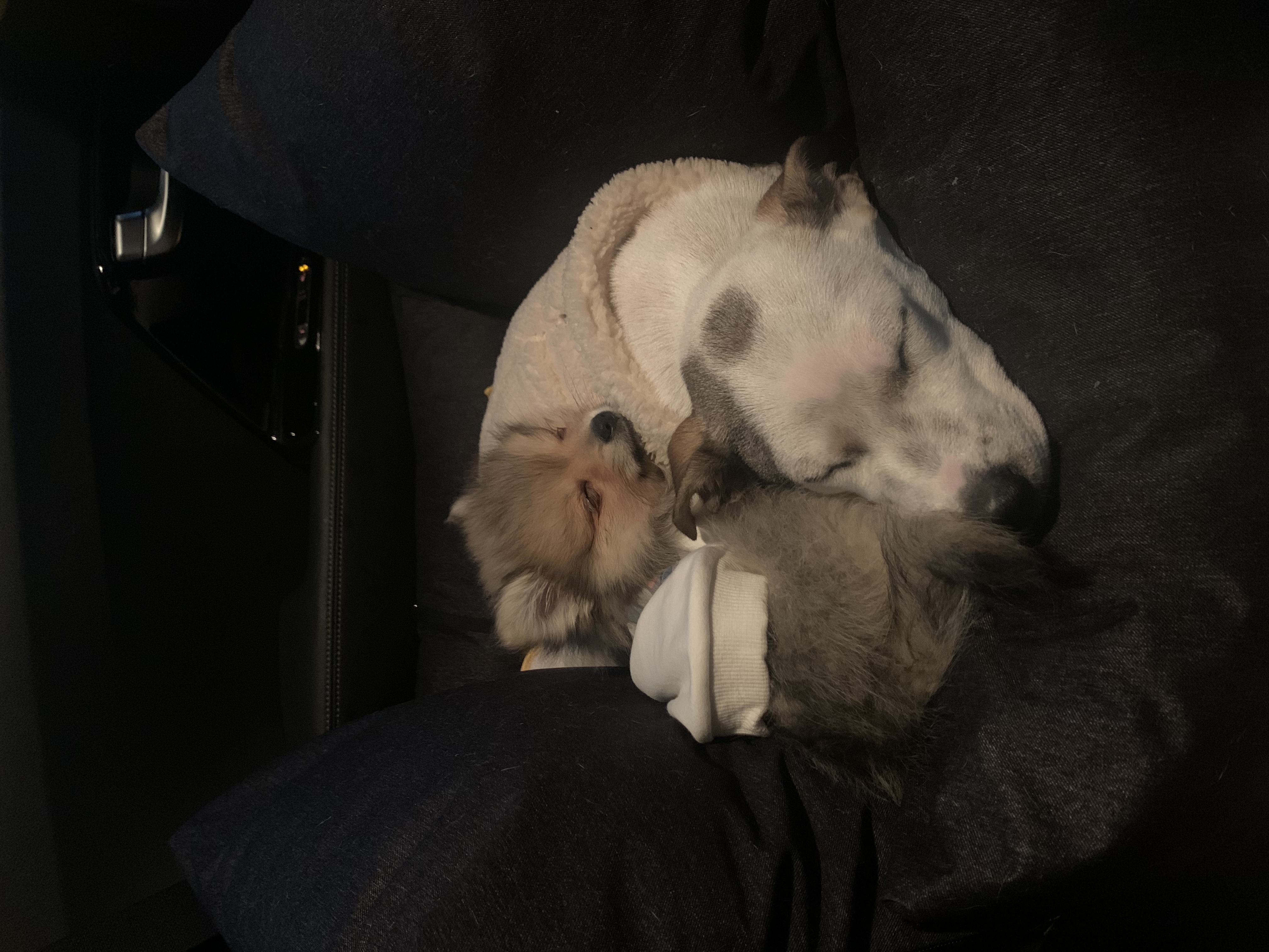 그삼이 (근이) 입양 일주일 후 