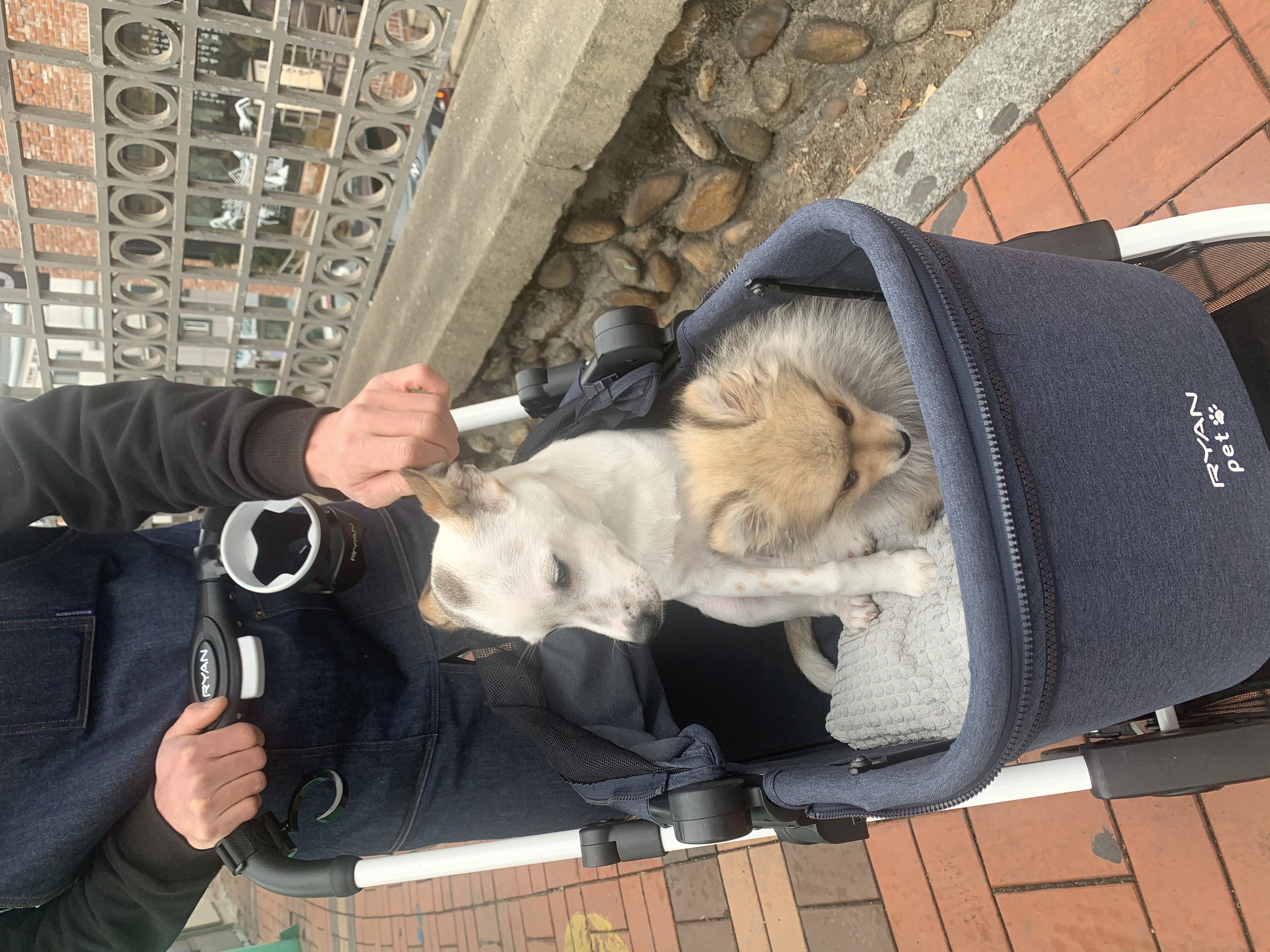 그삼이 (근이) 입양 일주일 후 