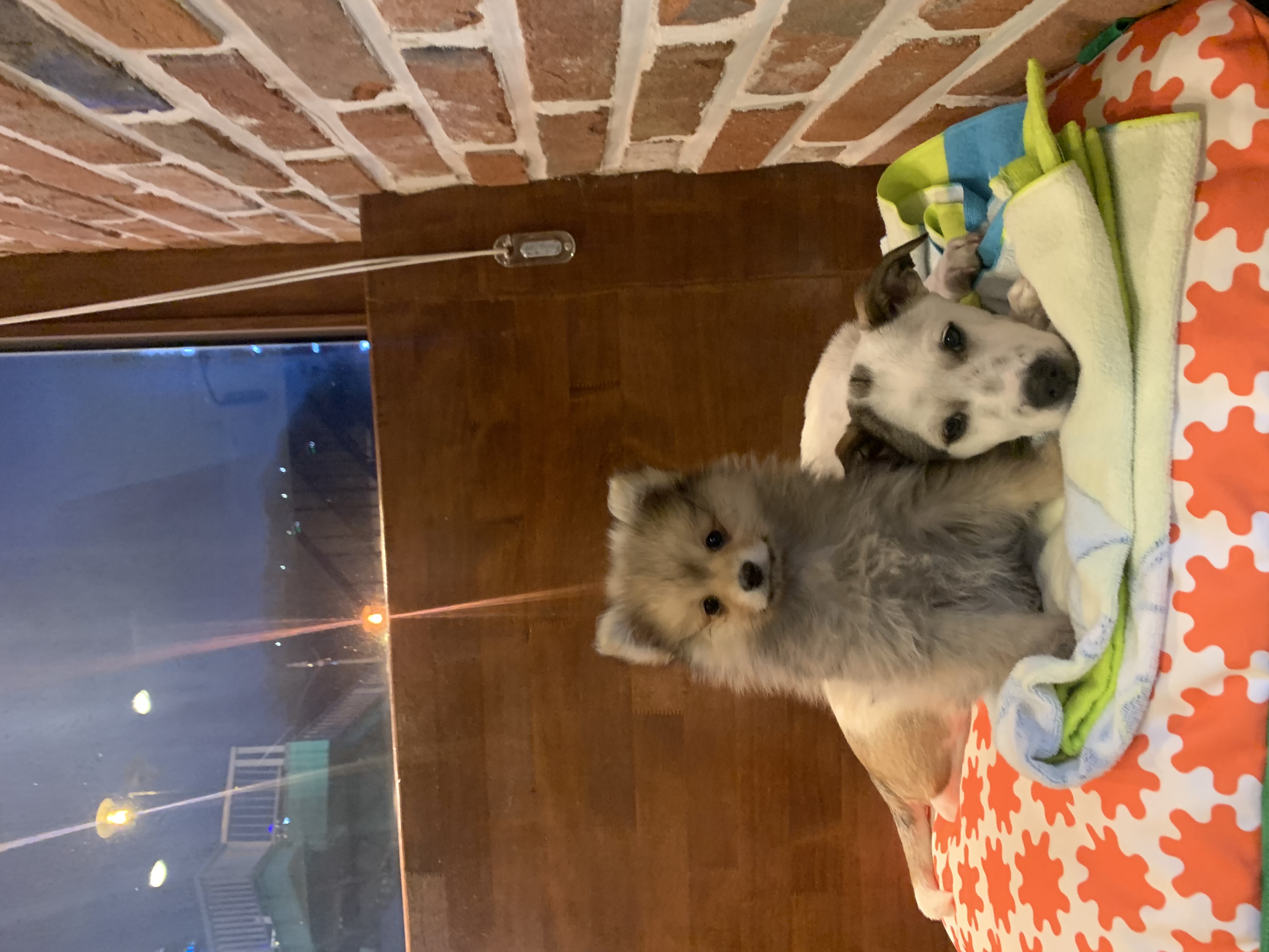 그삼이 (근이) 입양 일주일 후 