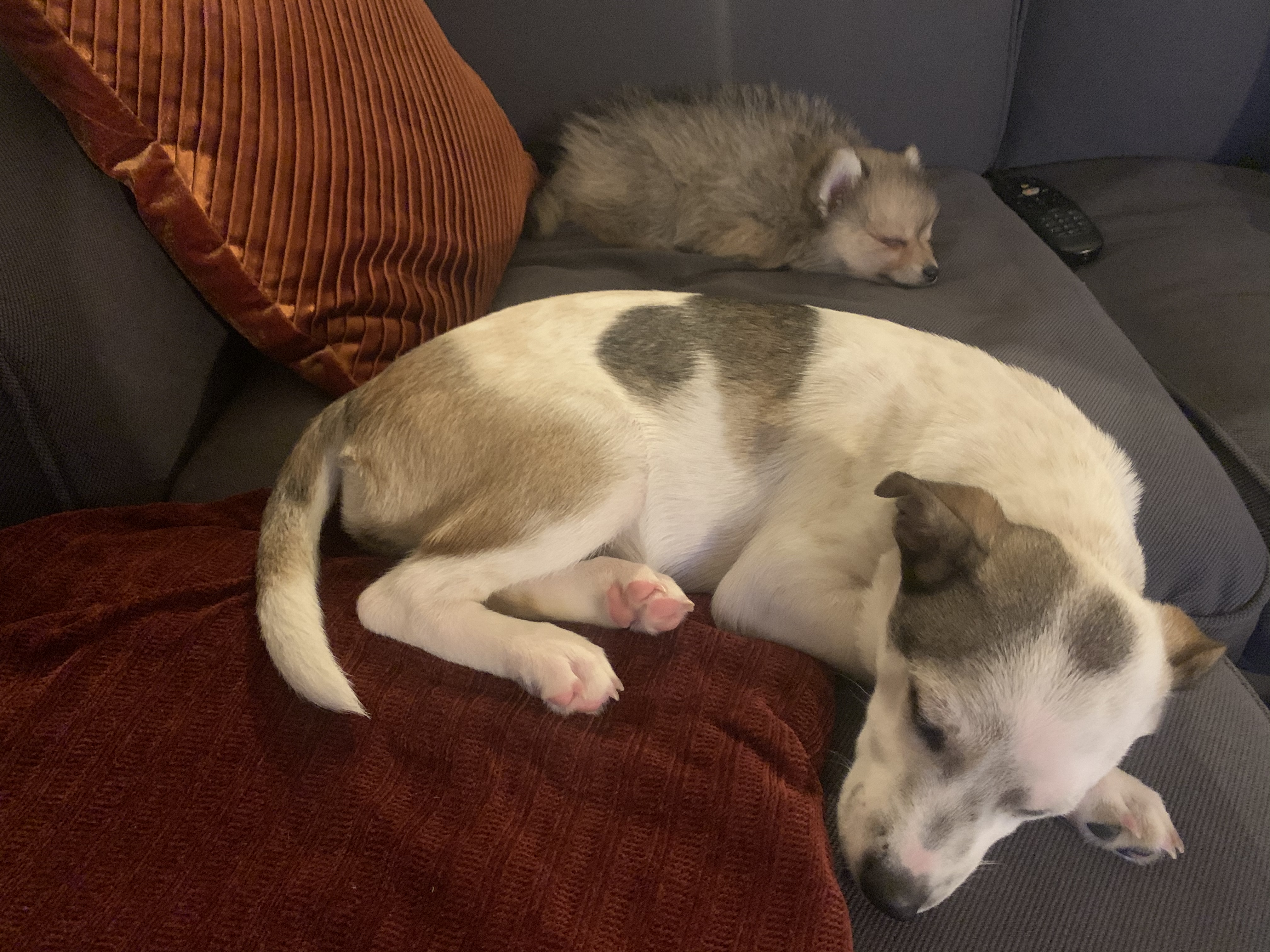 그삼이 (근이) 입양 일주일 후 