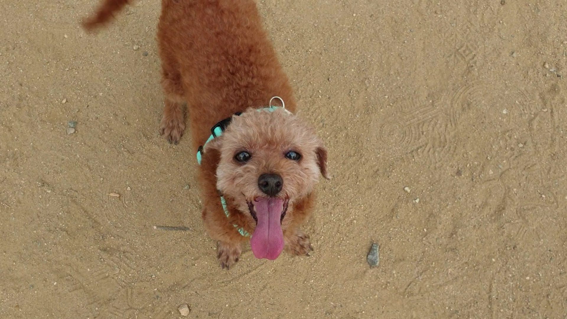 은동(모들)이 입양 1주년