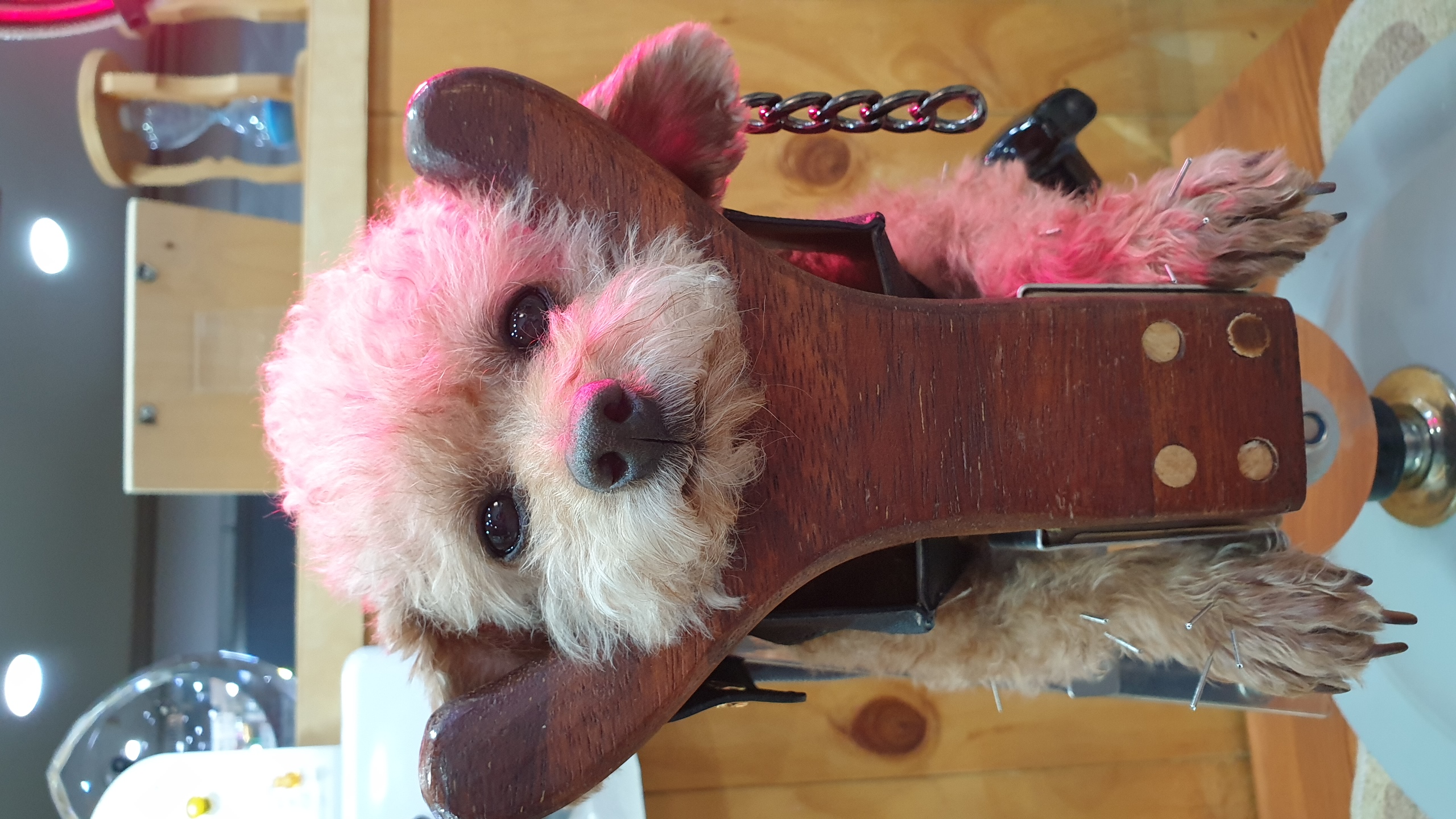 은동(모들)이 입양 1주년