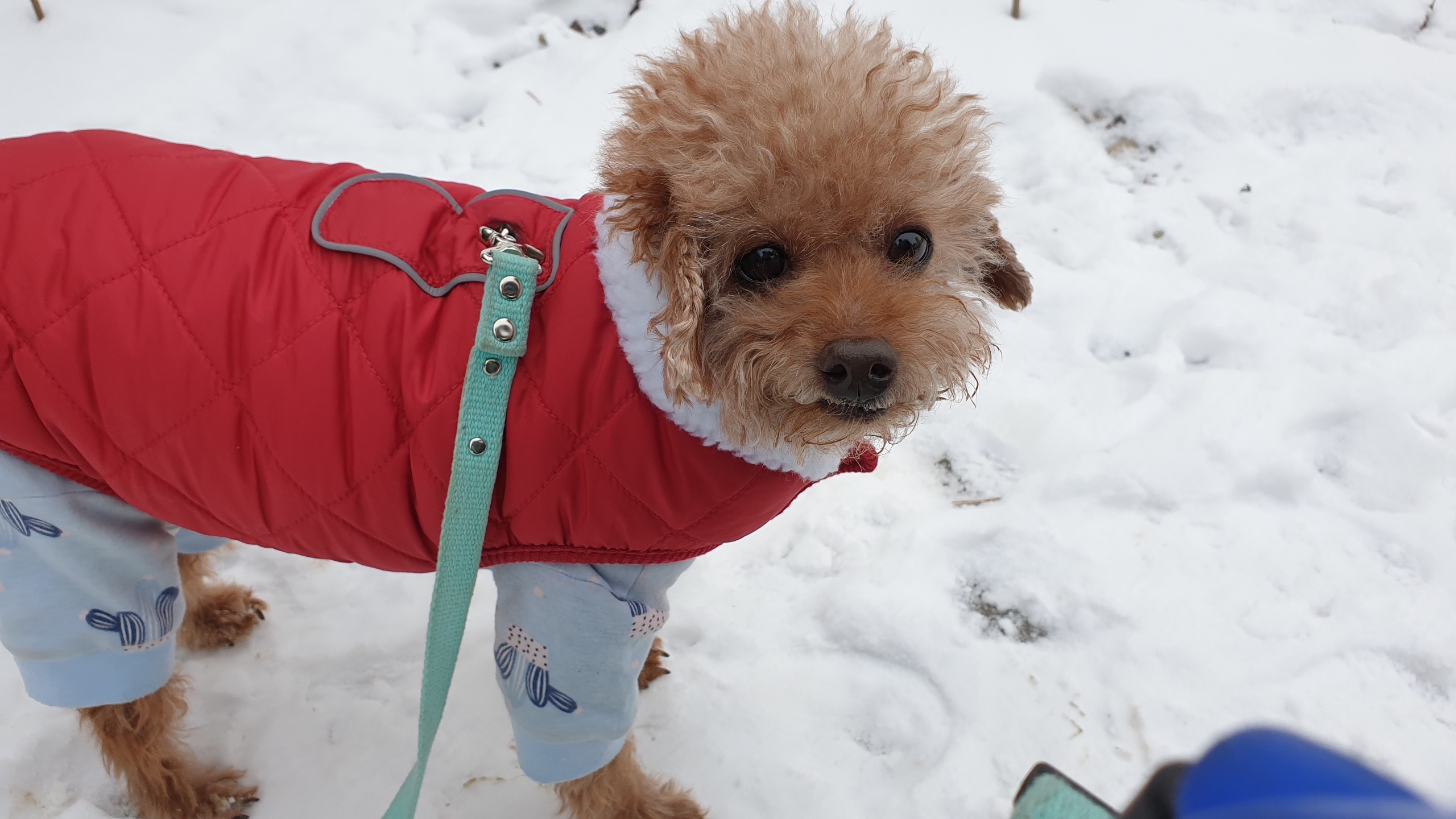은동(모들)이 입양 1주년