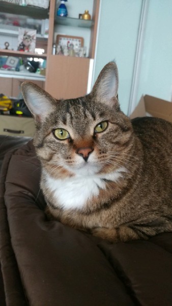 꾸미 (깨죽이) 와의 동거 4년  후기 입니다.