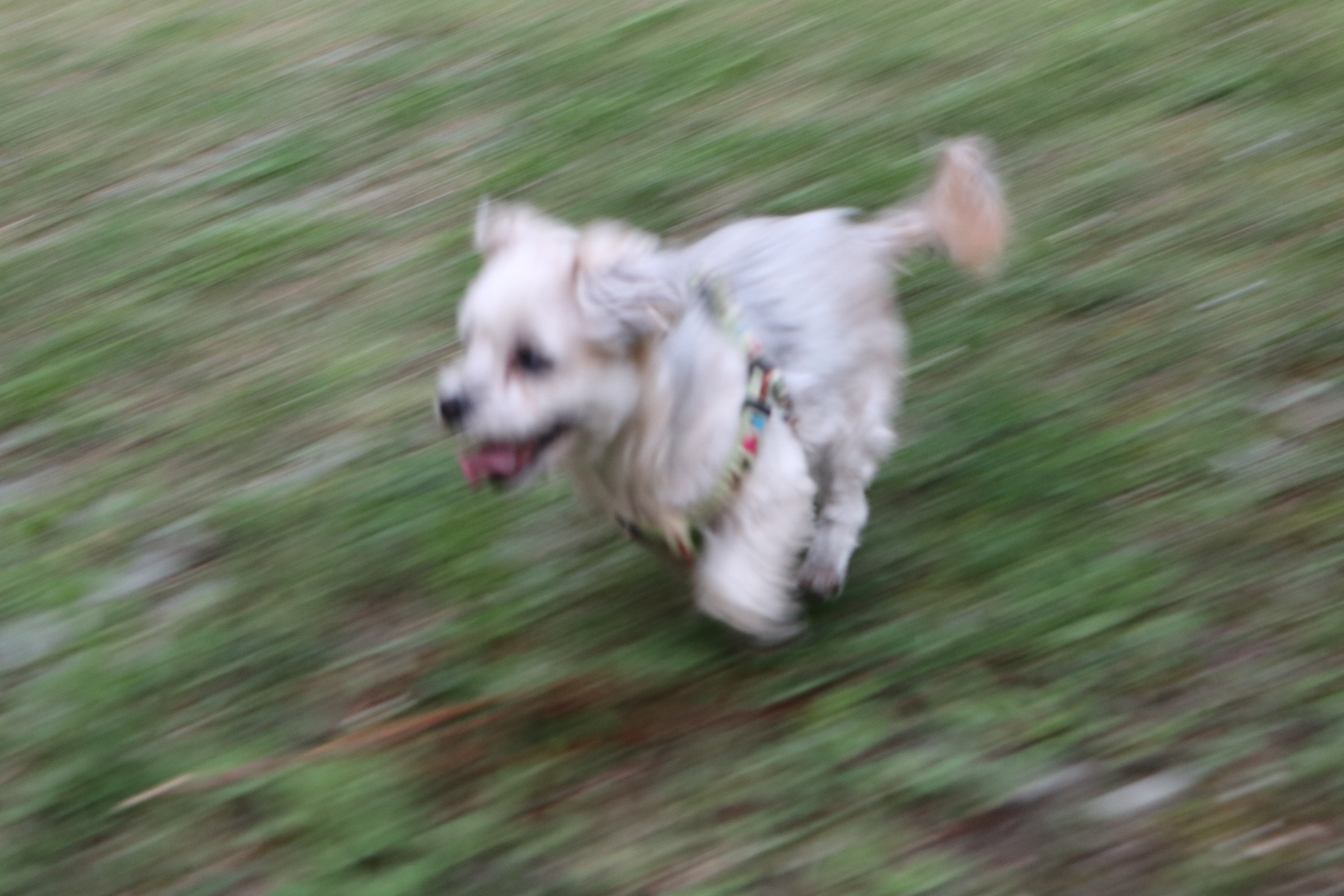 열두마리 천사 꾸미 10년차 입양 후기!