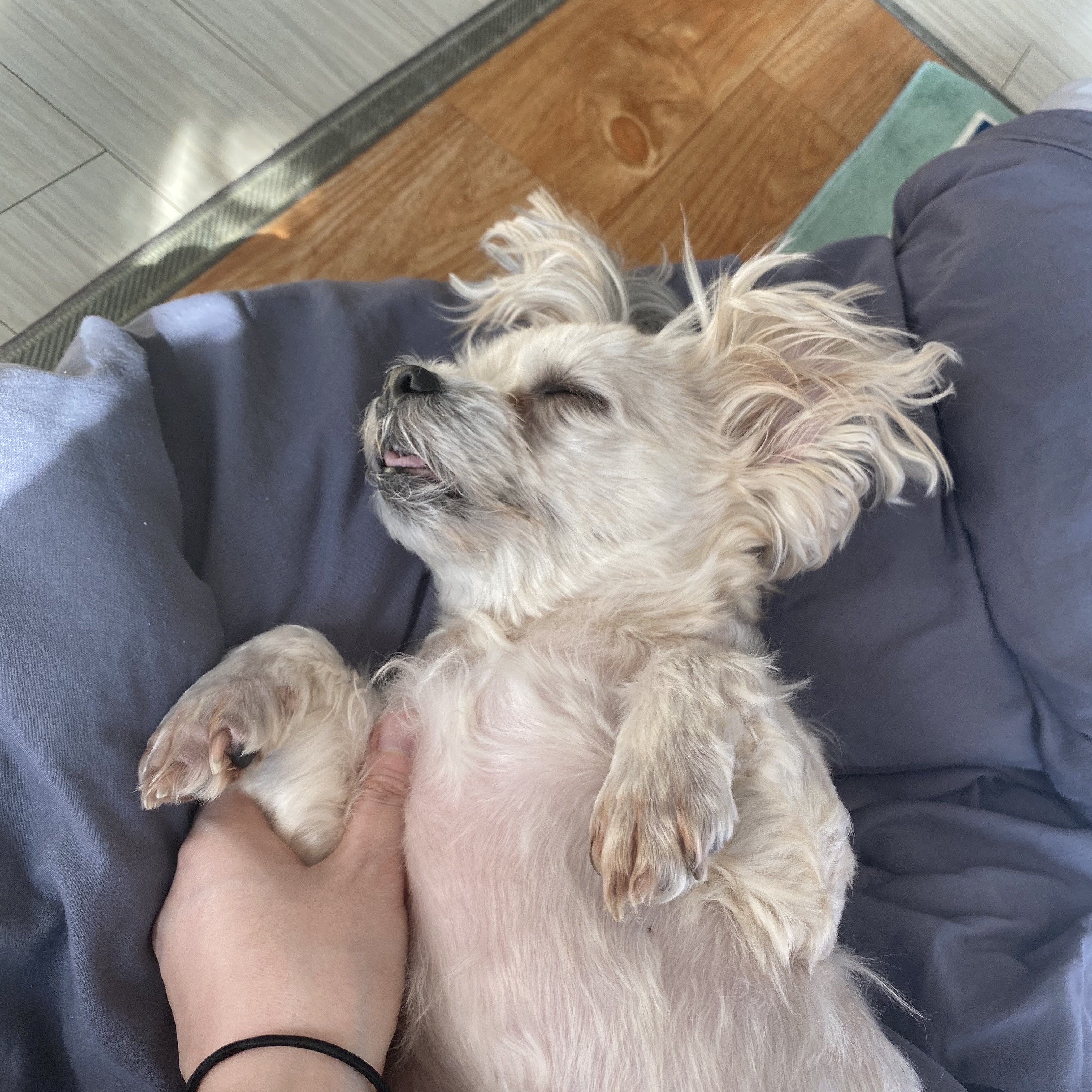 열두마리 천사 꾸미 10년차 입양 후기!