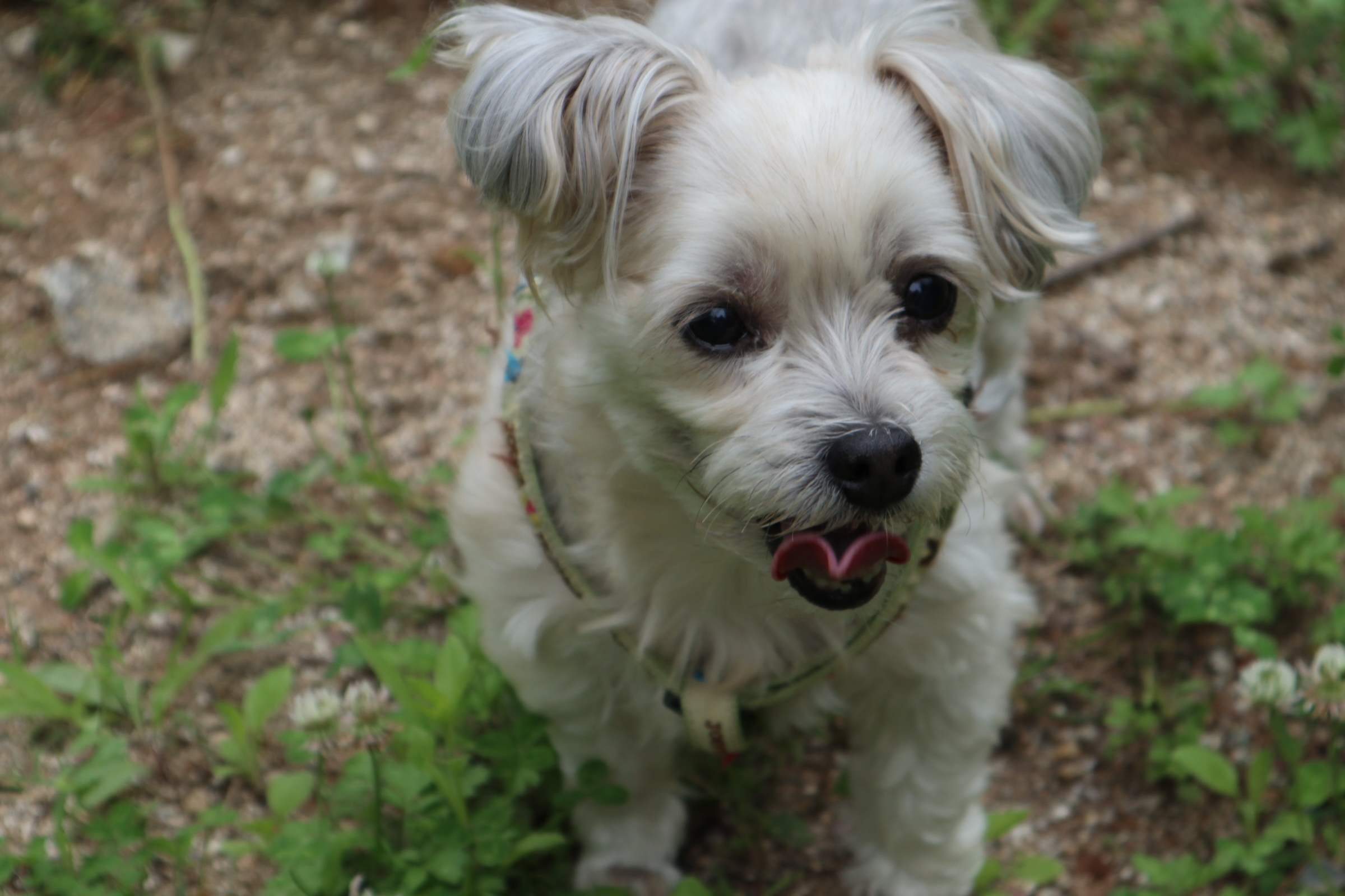 열두마리 천사 꾸미 10년차 입양 후기!