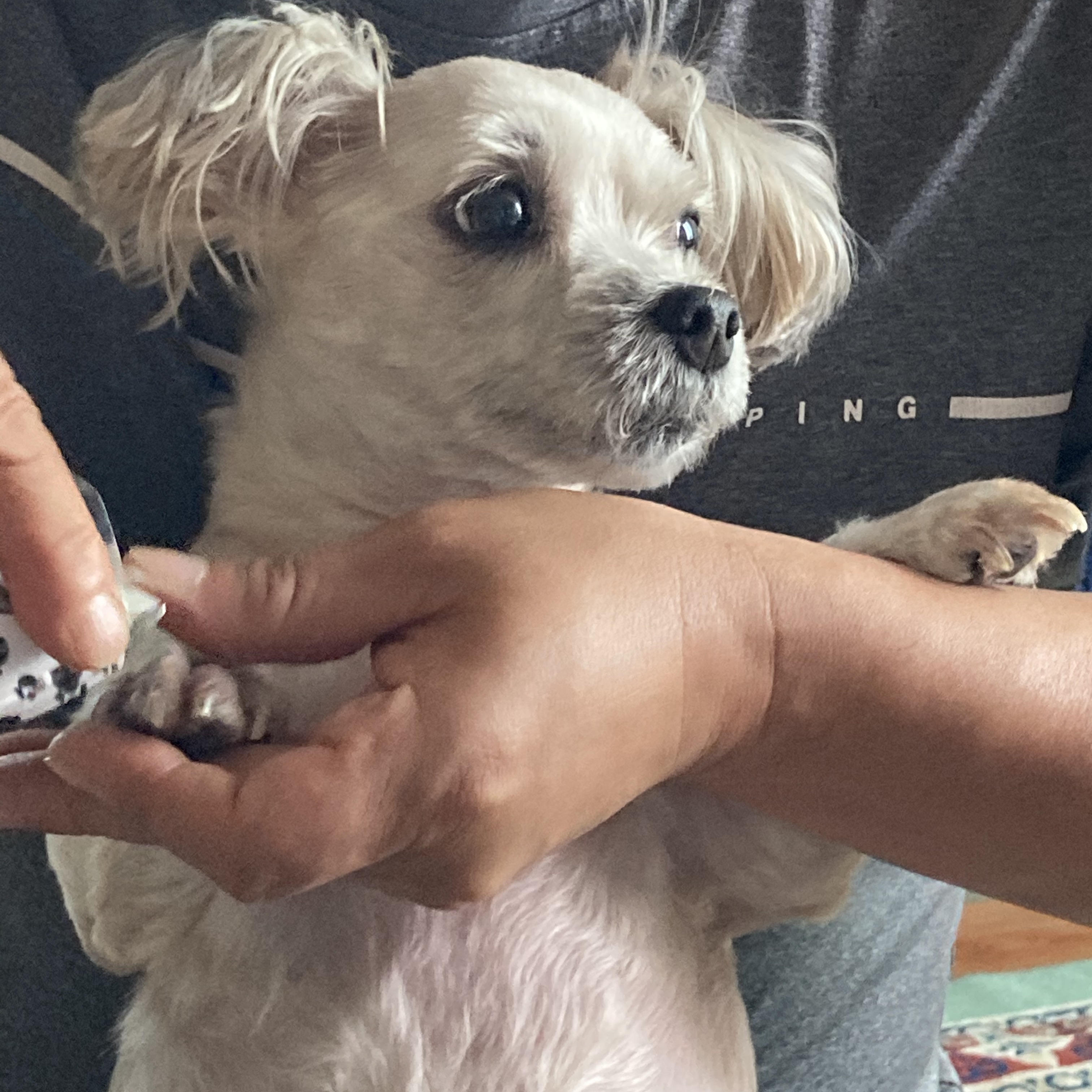 열두마리 천사 꾸미 10년차 입양 후기!