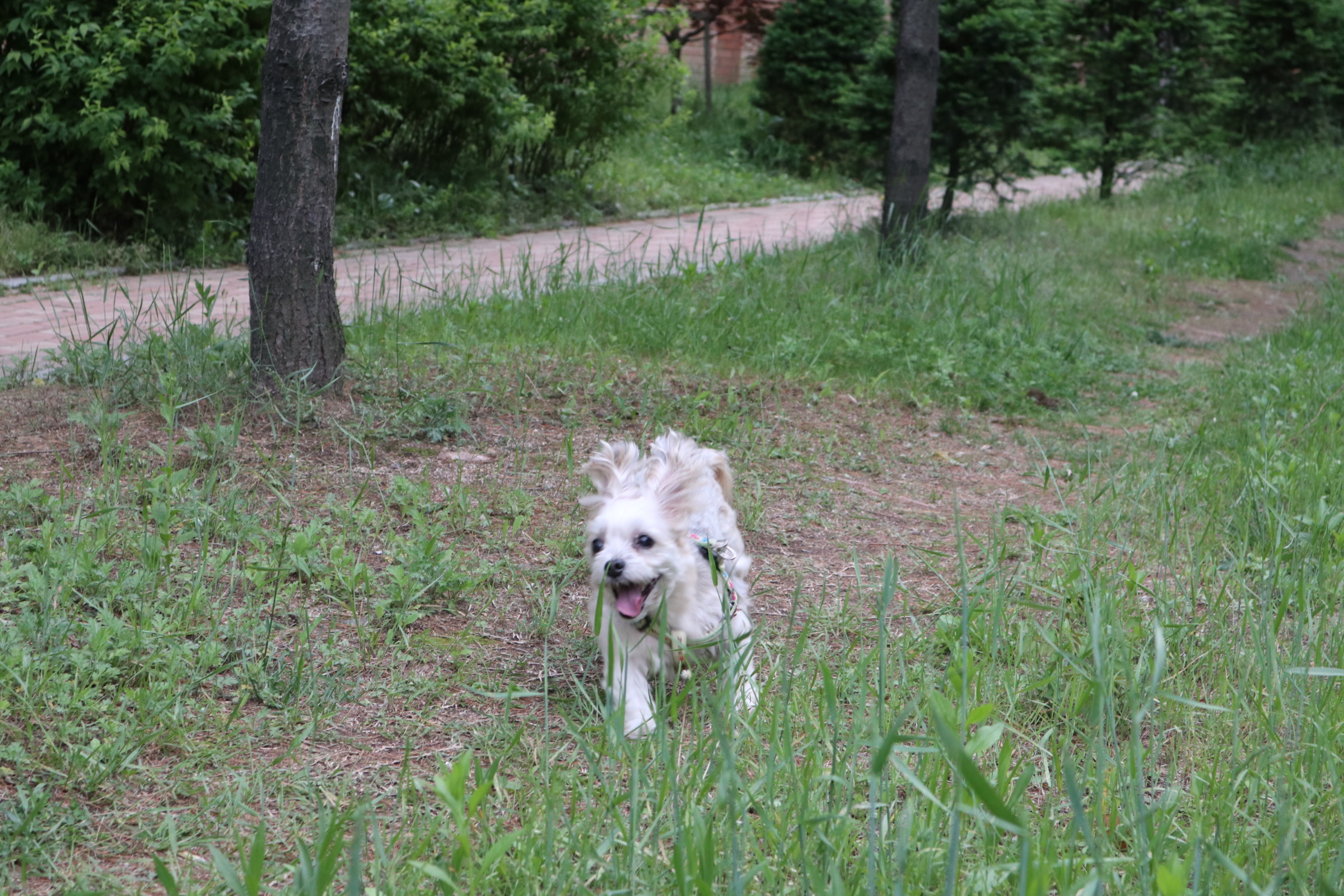 열두마리 천사 꾸미 10년차 입양 후기!
