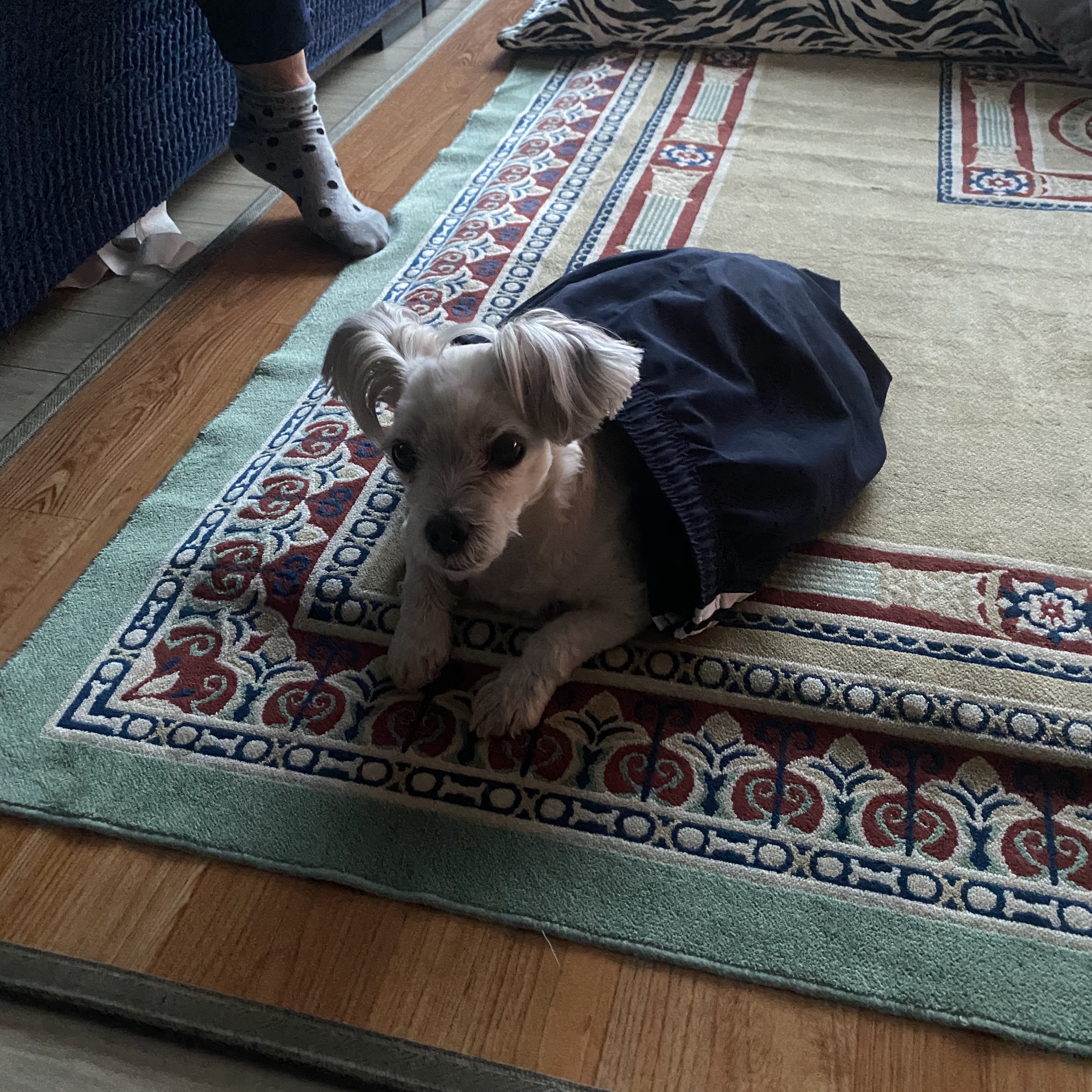 열두마리 천사 꾸미 10년차 입양 후기!