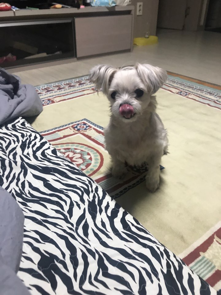 열두마리 천사 꾸미 10년차 입양 후기!