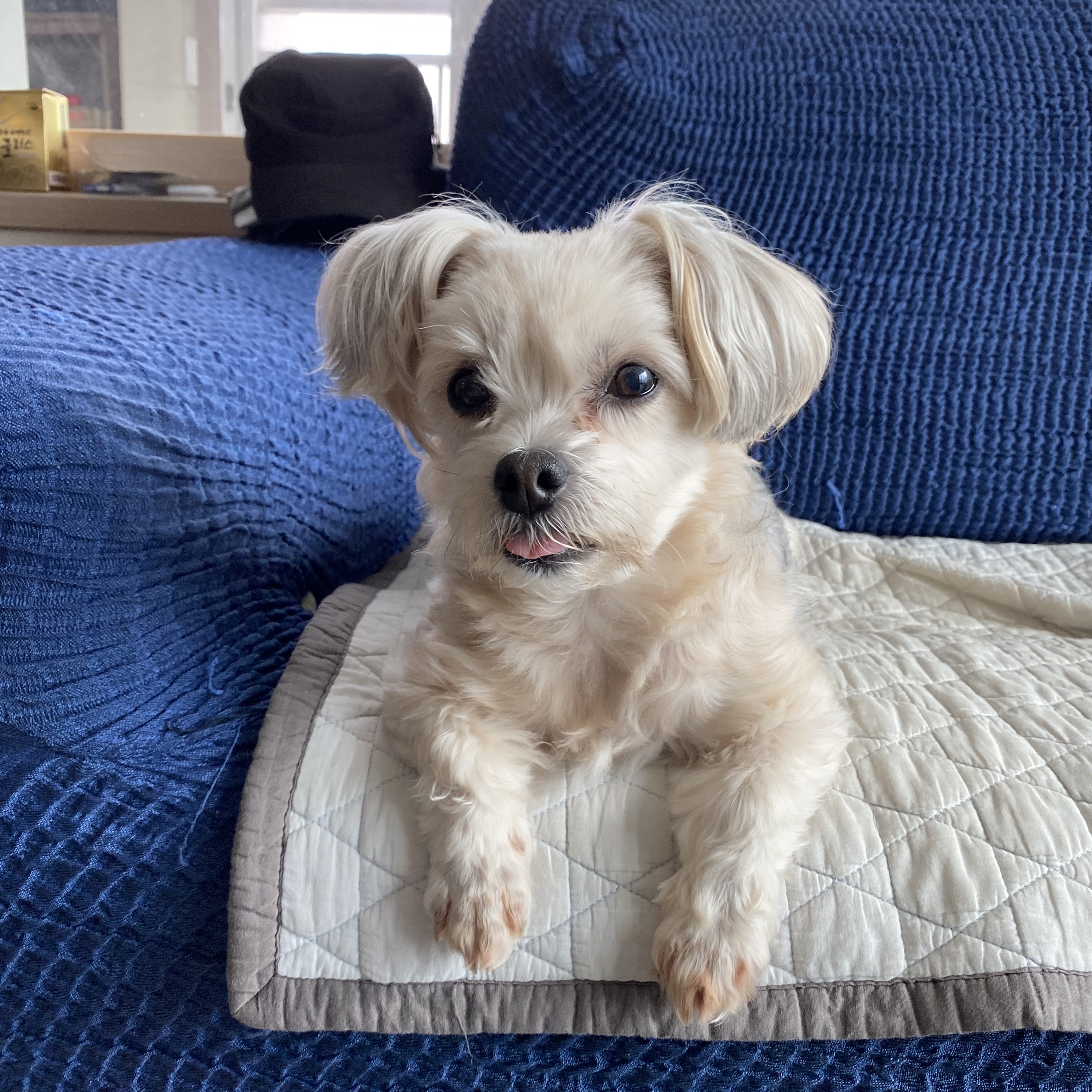 열두마리 천사 꾸미 10년차 입양 후기!