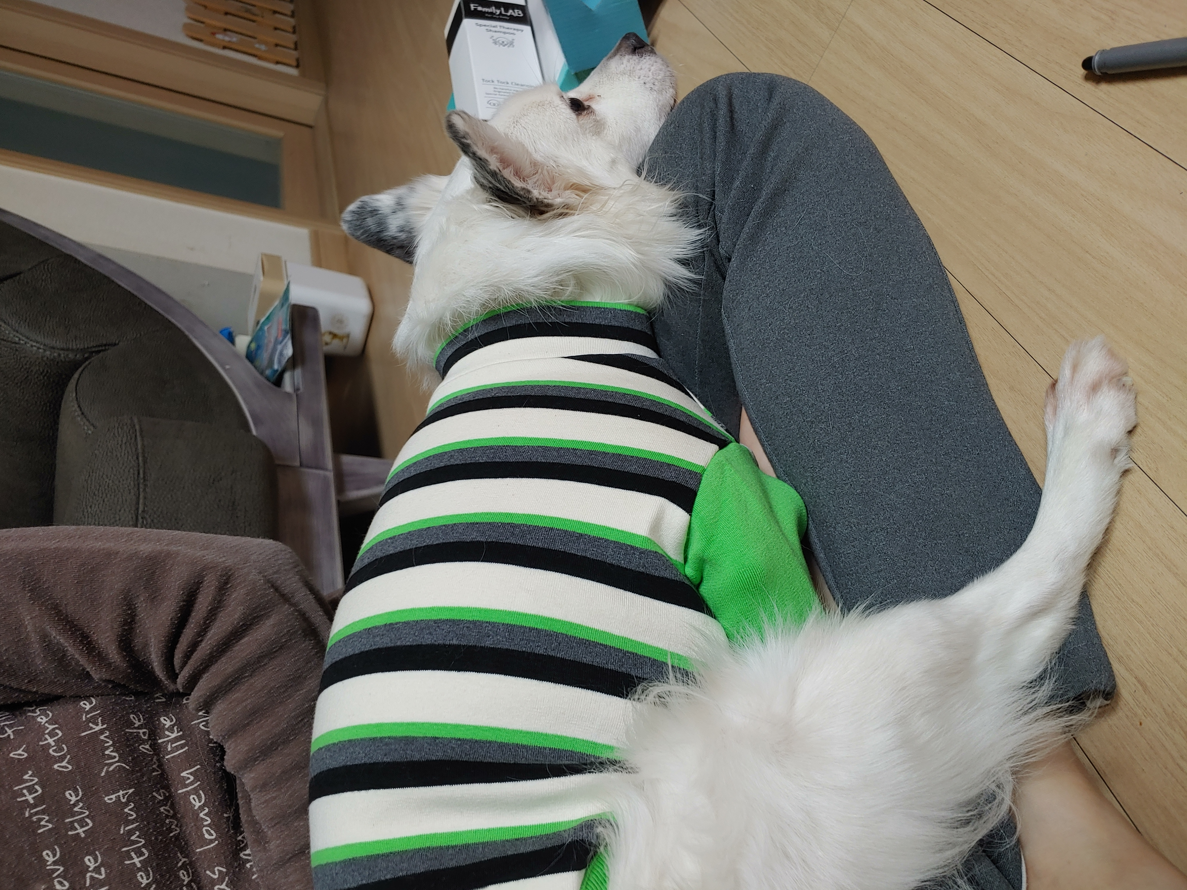 해피 크리스마스 선물 받은 치즈