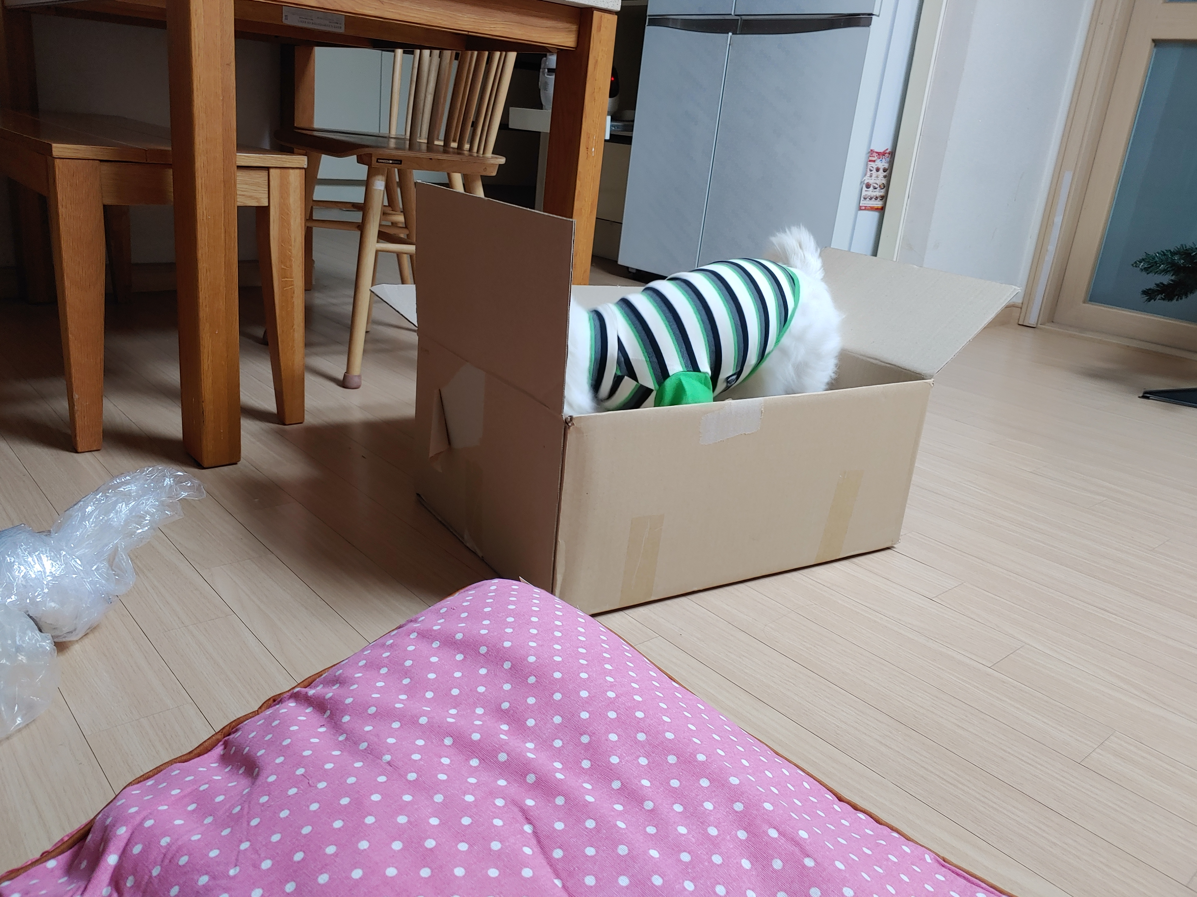 해피 크리스마스 선물 받은 치즈