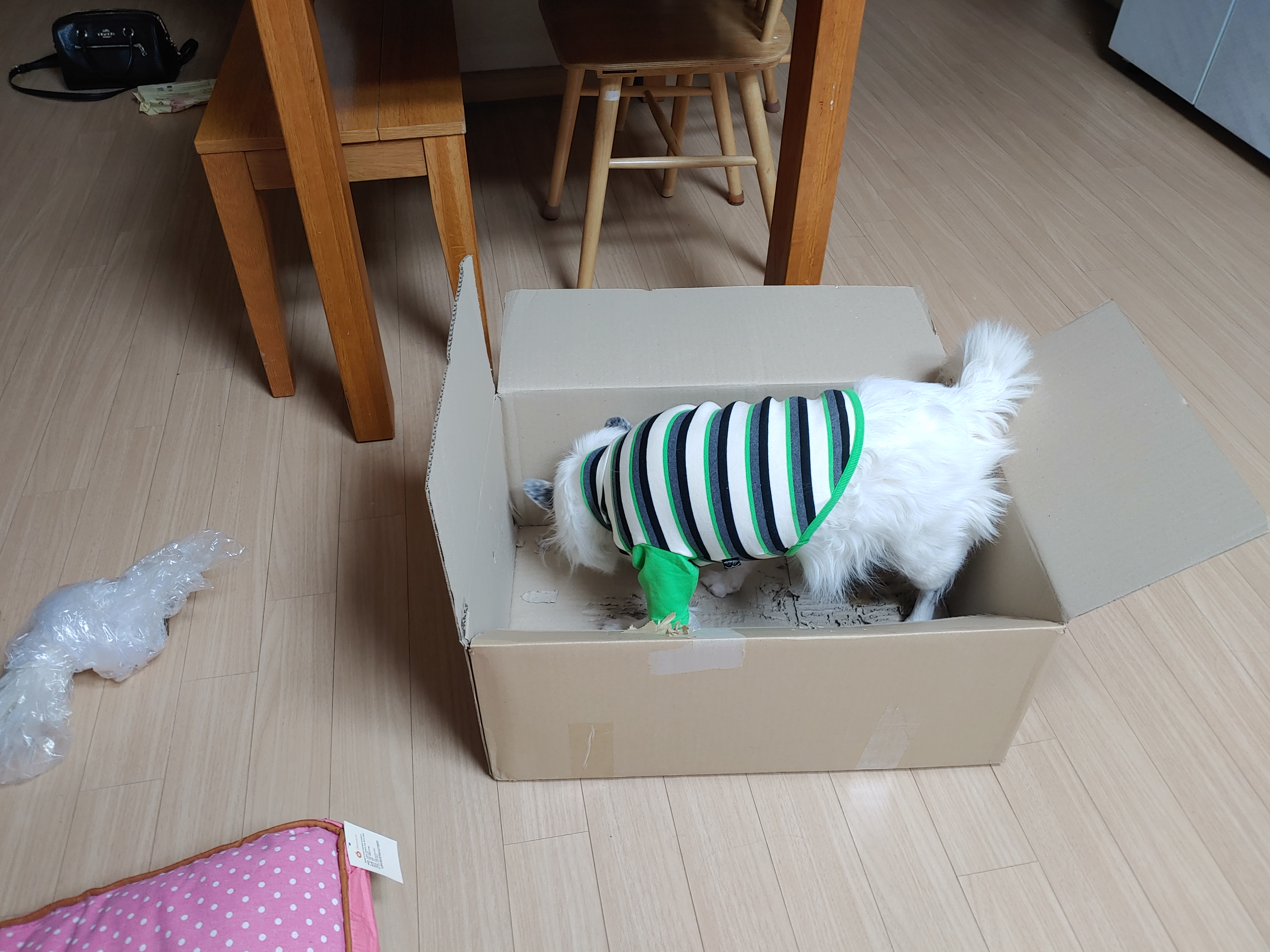 해피 크리스마스 선물 받은 치즈