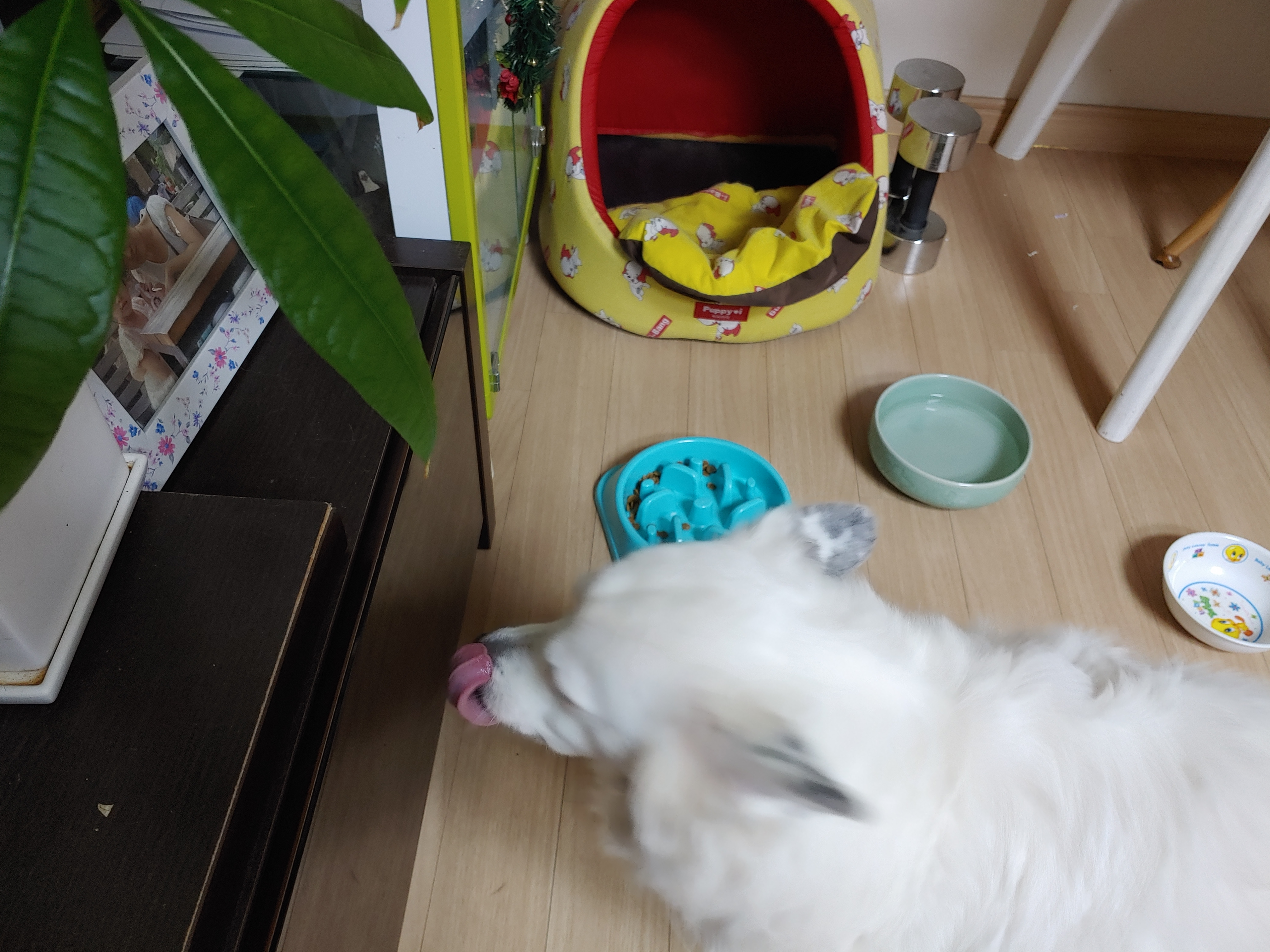 해피 크리스마스 선물 받은 치즈